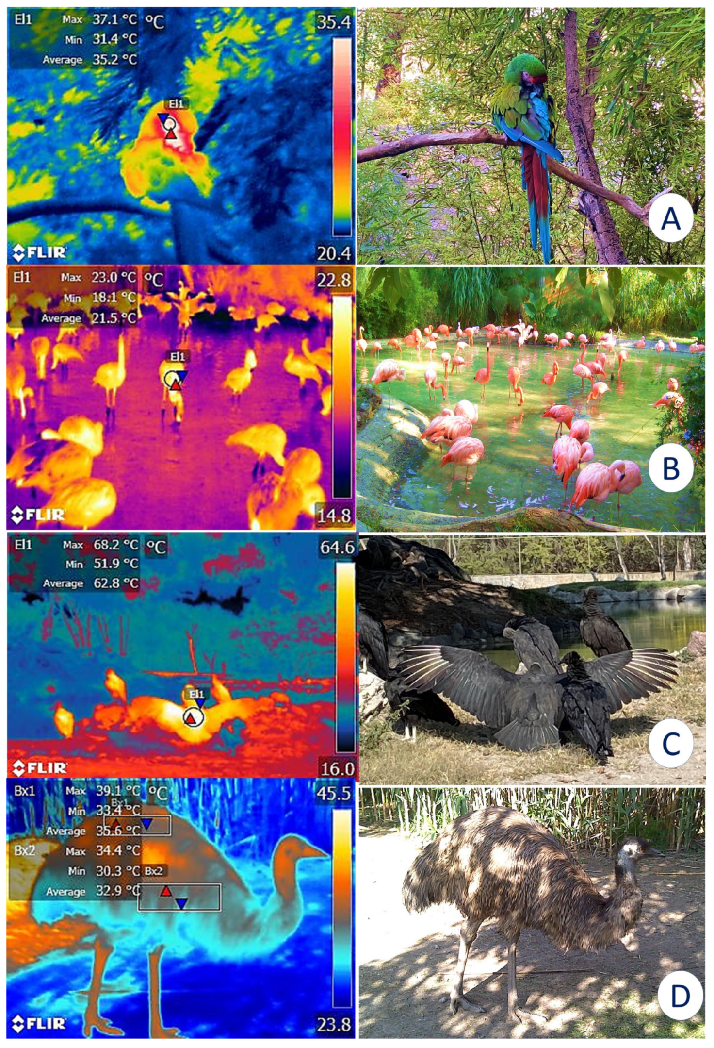 Animals 12 03558 g012