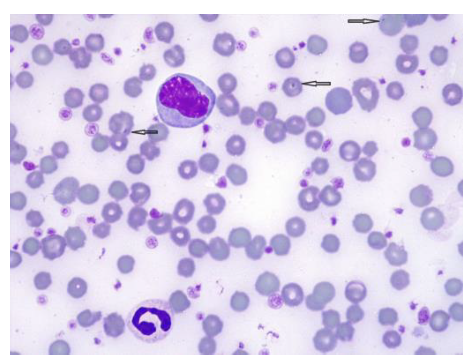 Animals 12 03568 g002 Animals 12 03568 g002