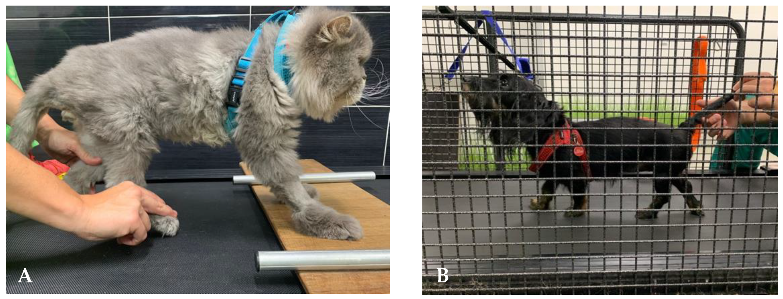 Animals 12 03582 g001