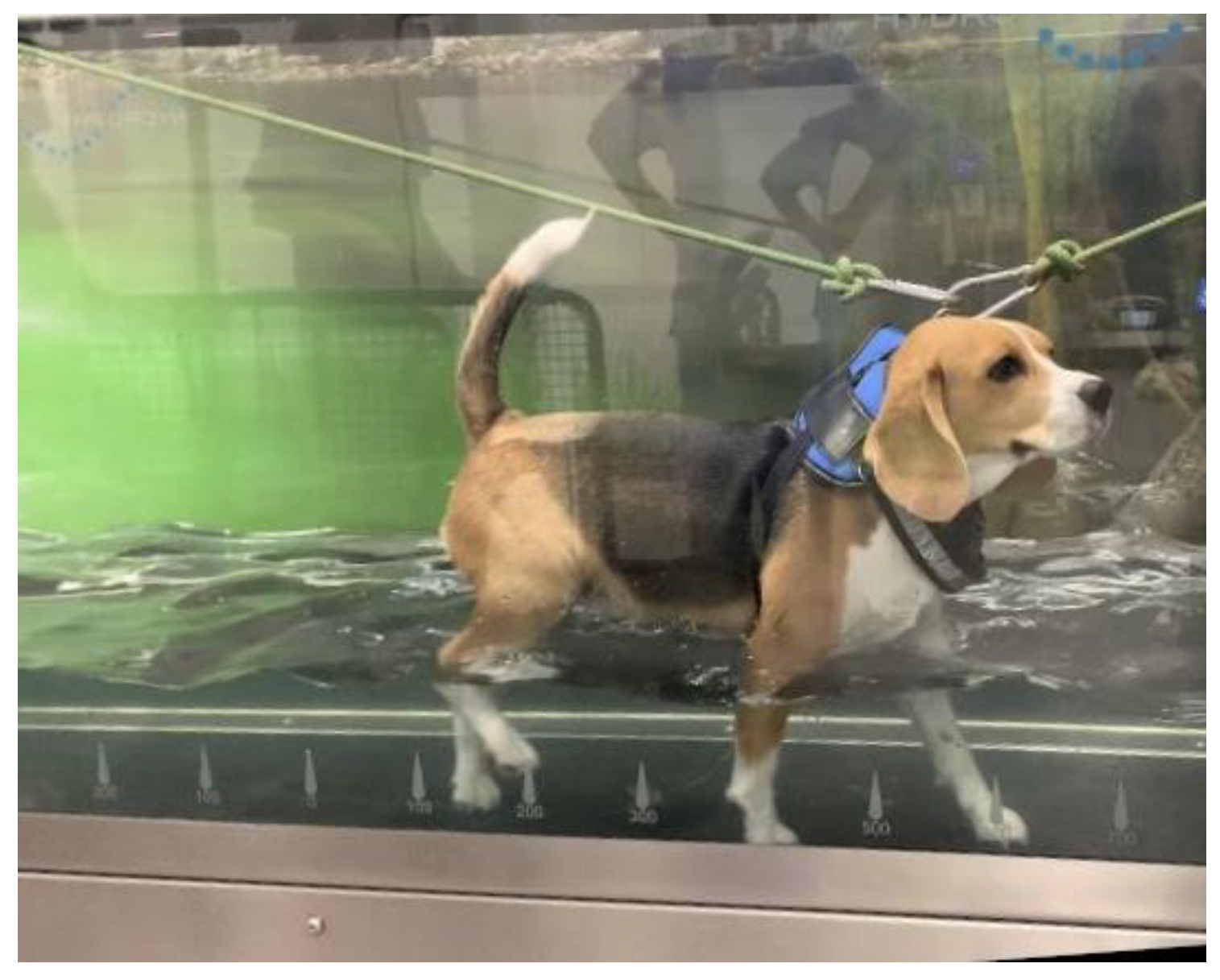 Animals 12 03582 g002