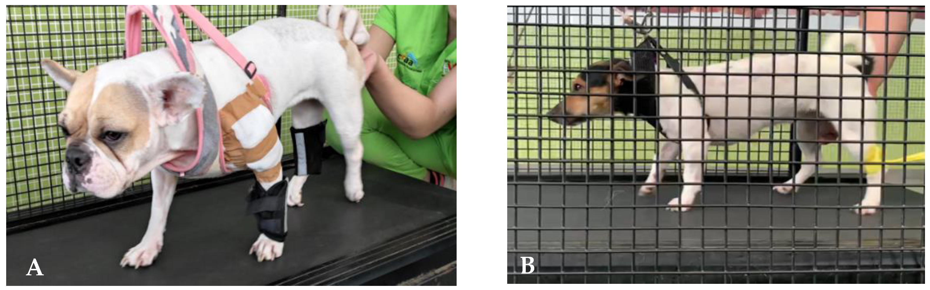 Animals 12 03582 g004