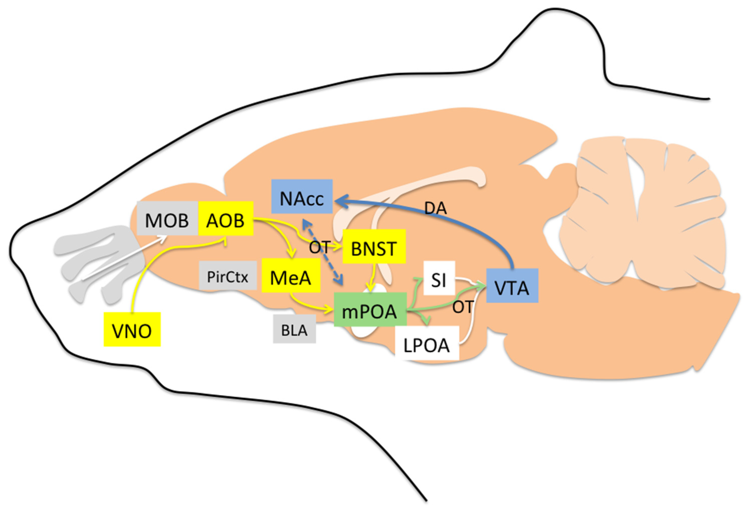Neural activation Neural activation