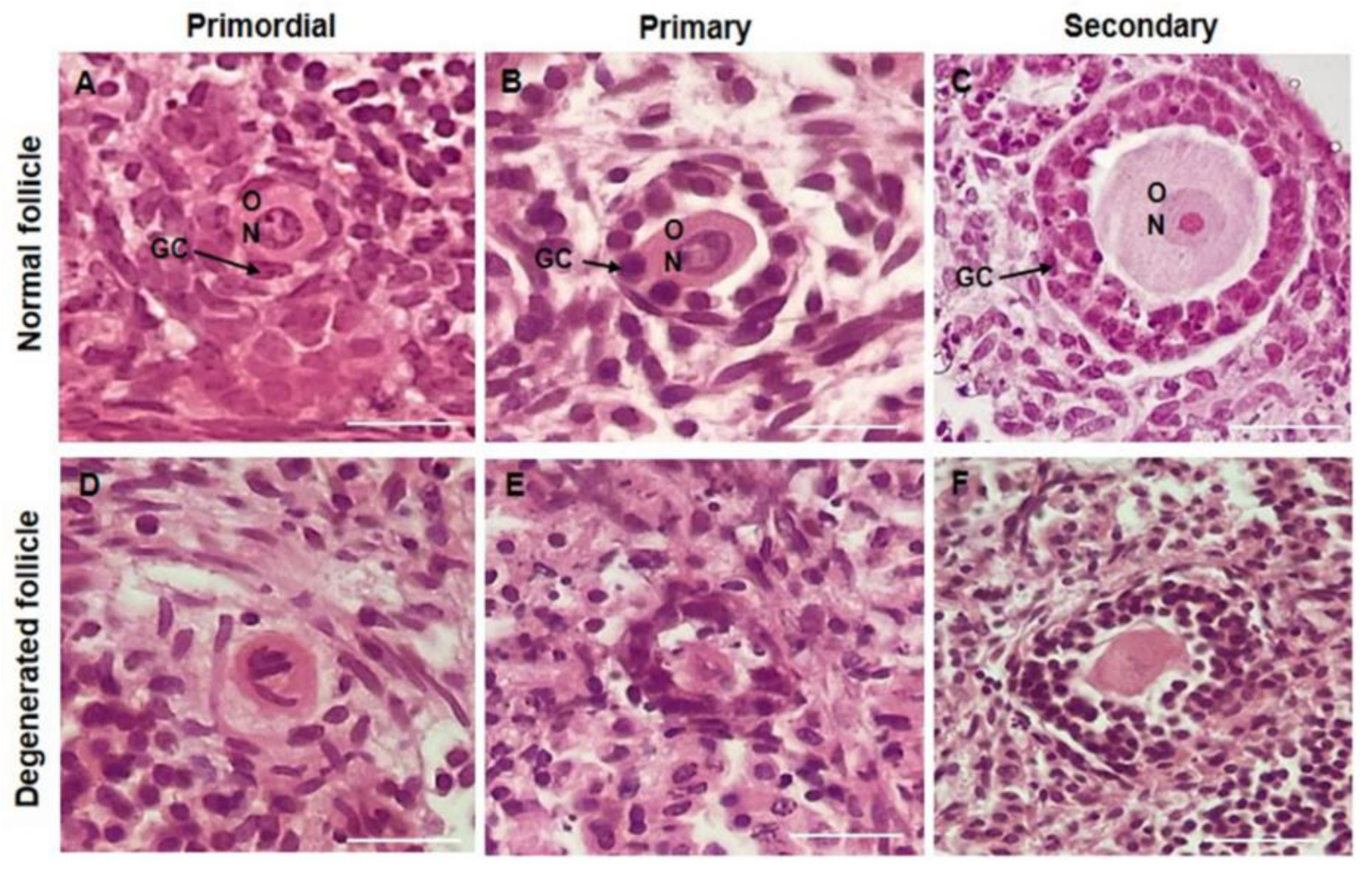 Animals 13 00018 g005