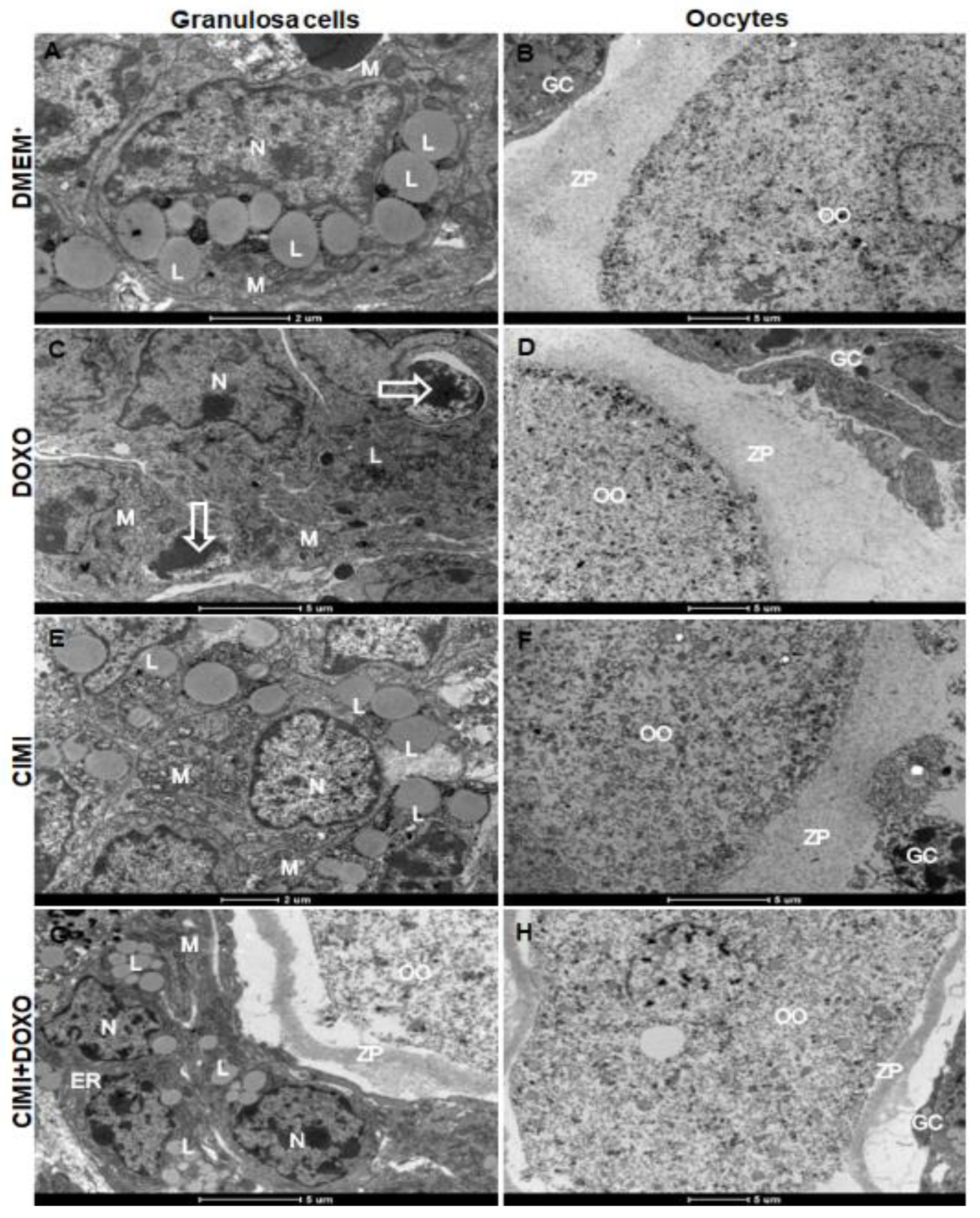 Animals 13 00018 g012