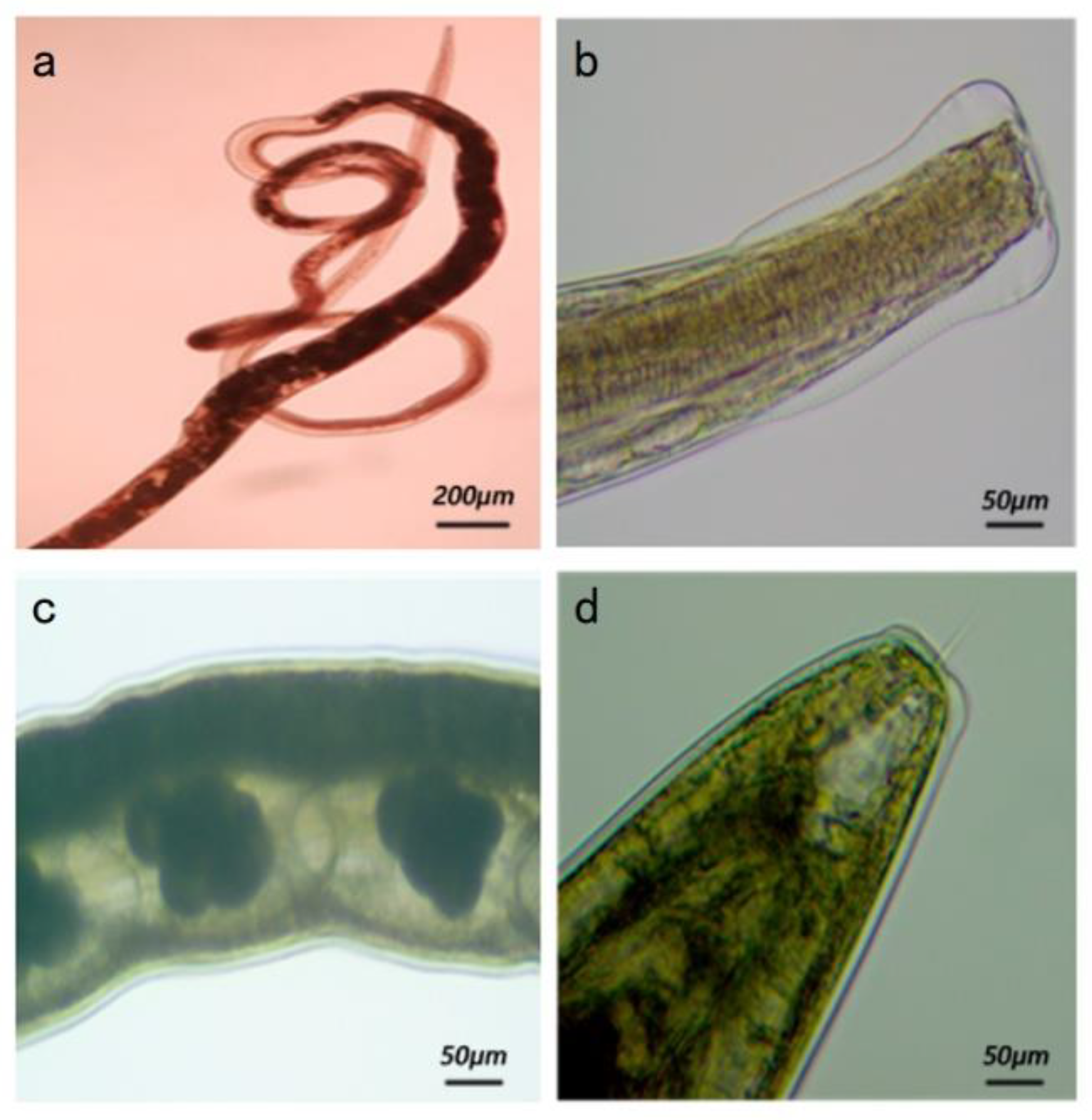 Animals 13 00030 g002 Animals 13 00030 g002