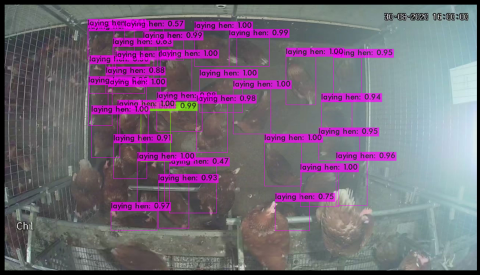 Animals 13 00033 g004 Animals 13 00033 g004