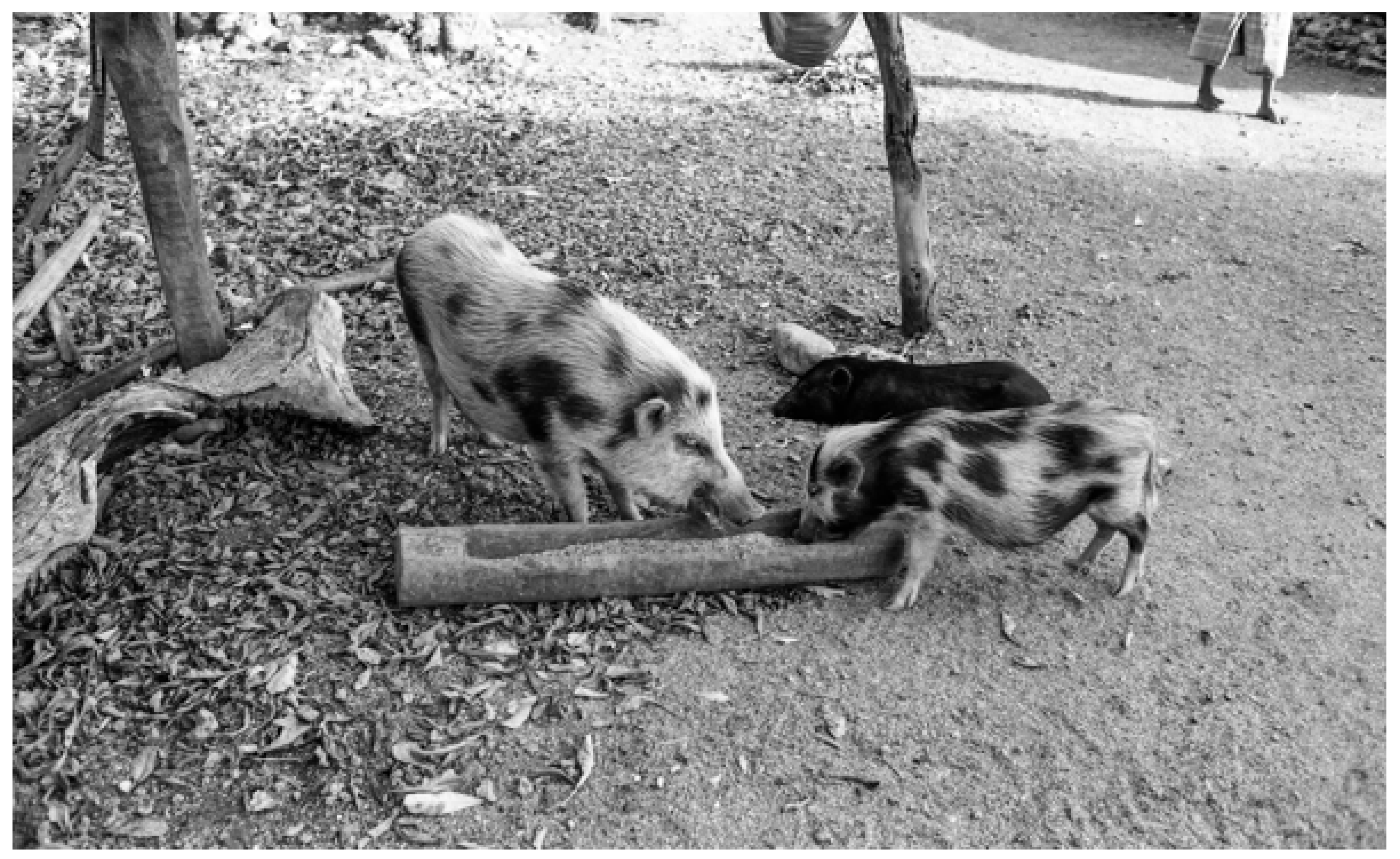 Animals 13 00048 g003