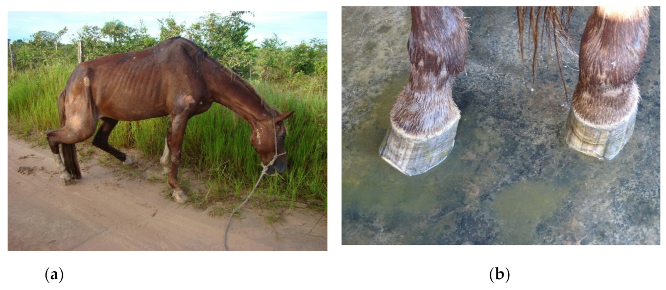 Animals 13 00059 g002 Animals 13 00059 g002