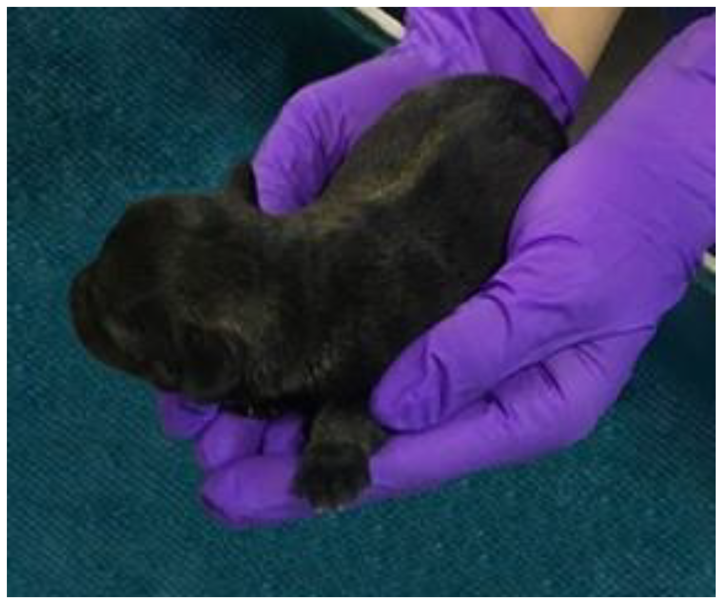 Animals 13 00071 g002 Animals 13 00071 g002