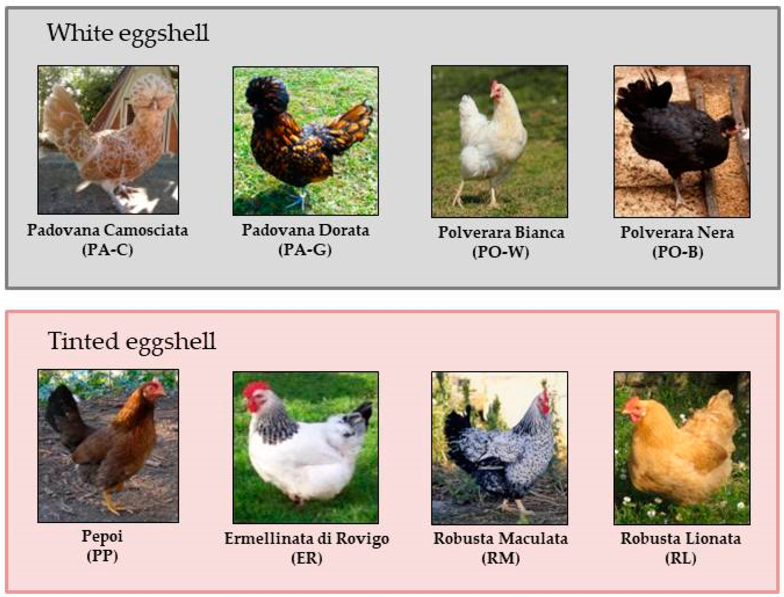 III. Benefits of Hens in Local Ecosystems