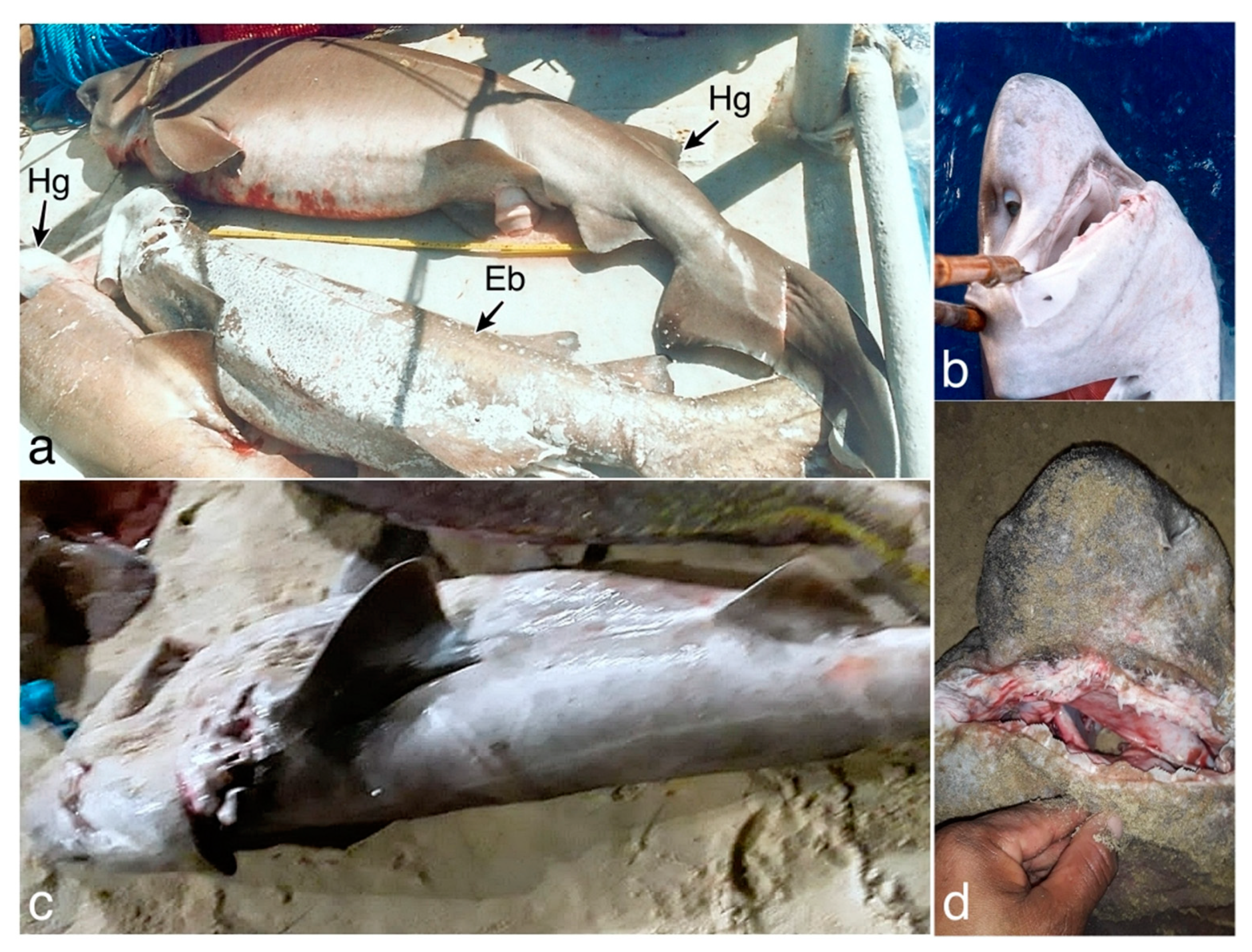 Animals 13 00091 g002 Animals 13 00091 g002