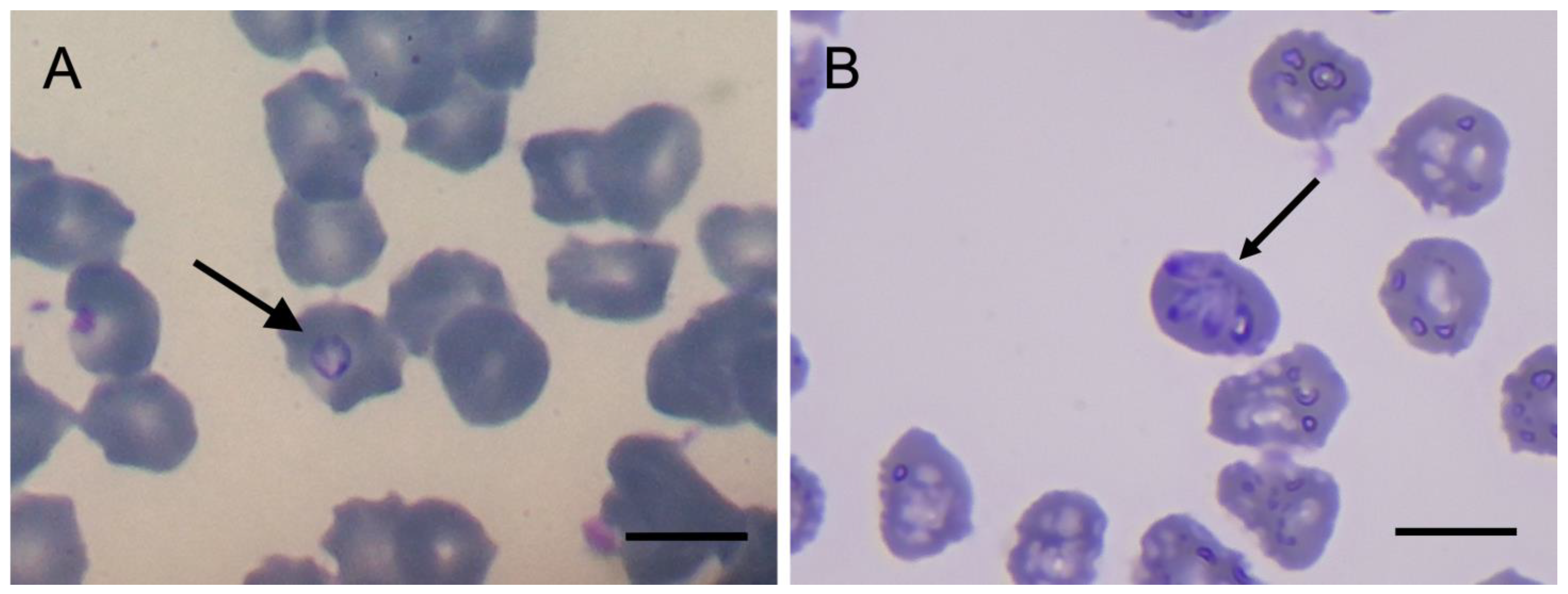 Animals 13 00094 g001 Animals 13 00094 g001