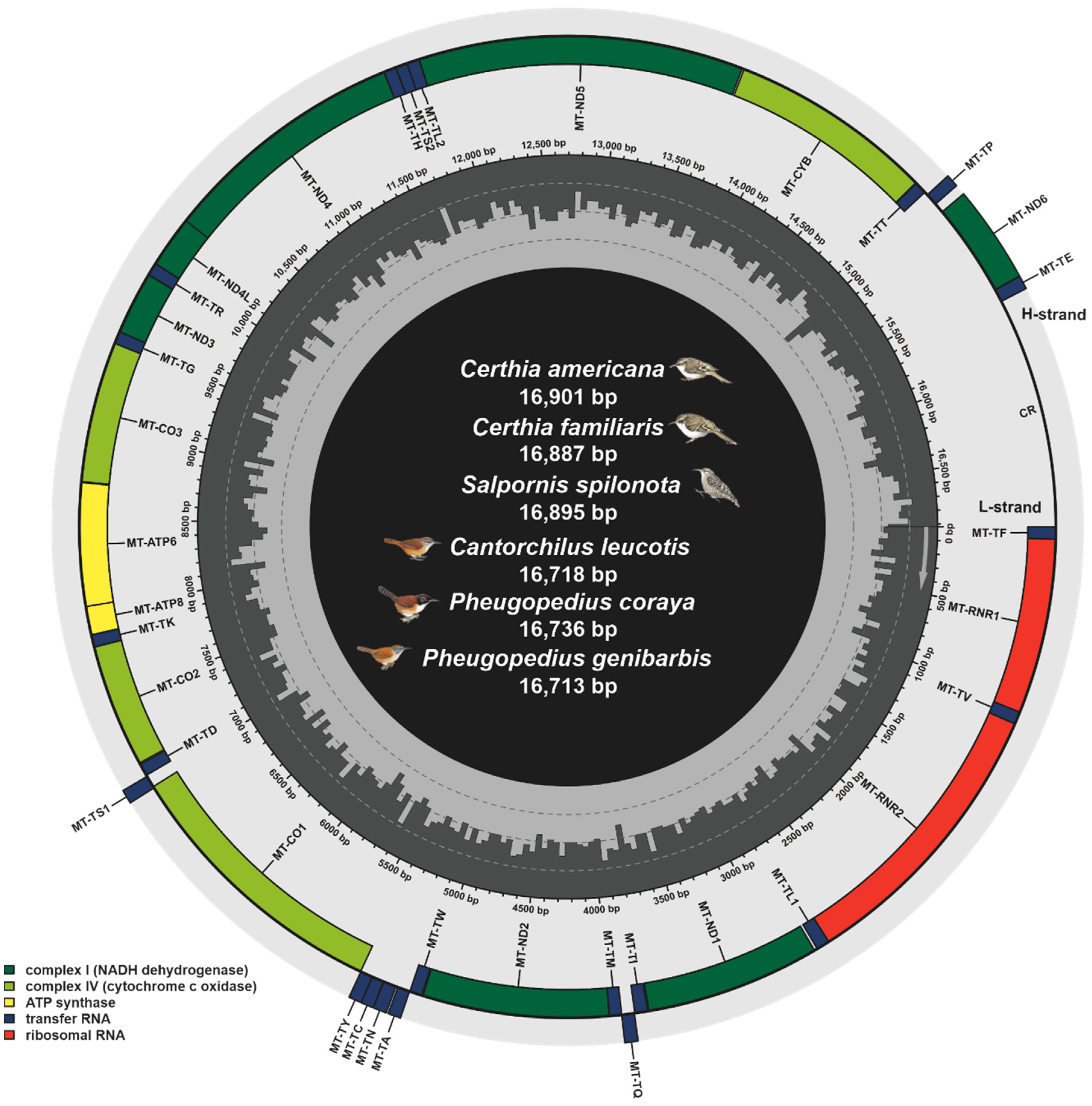 Mitogenome-wise codon usage pattern from comparative analysis of