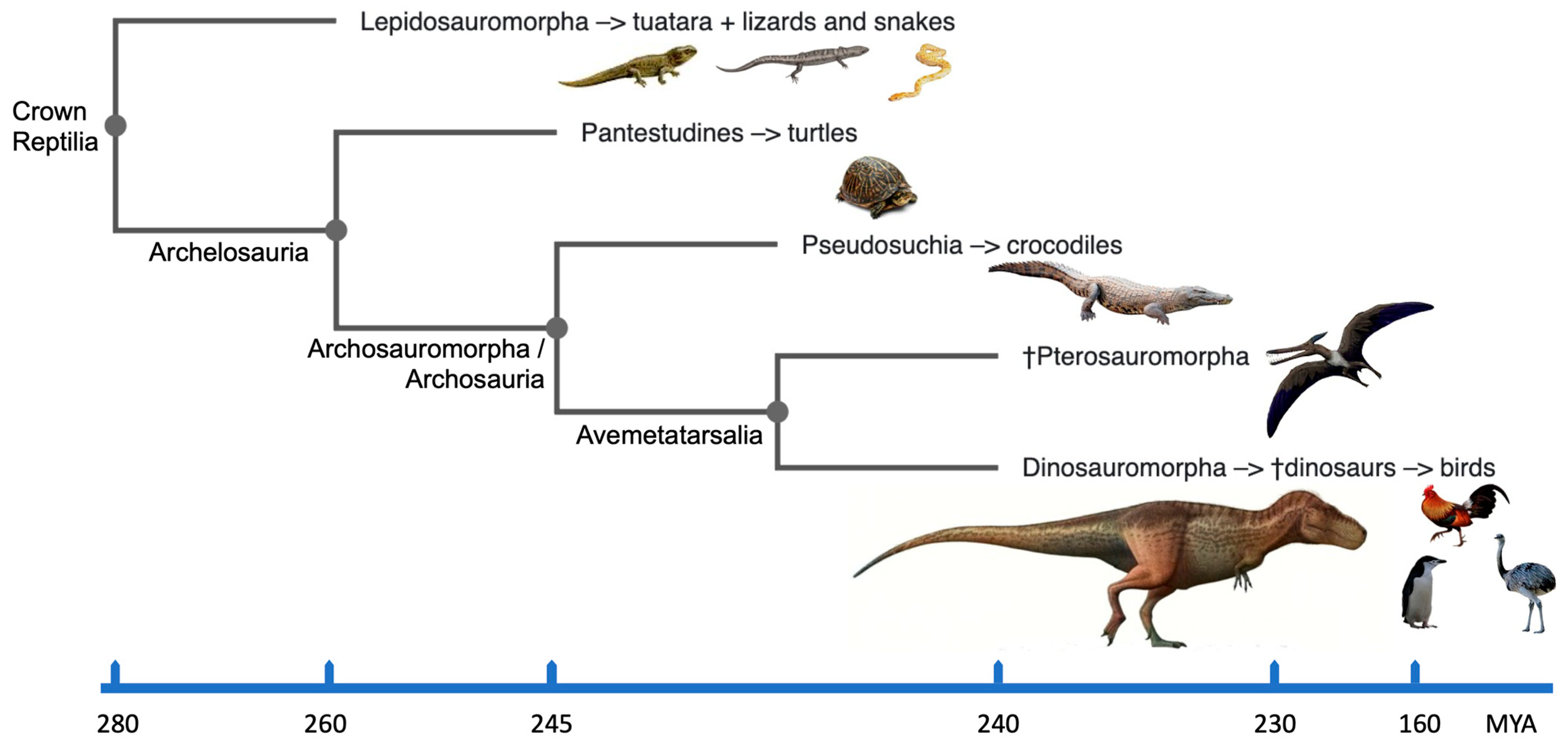 Class reptilia cladogram
