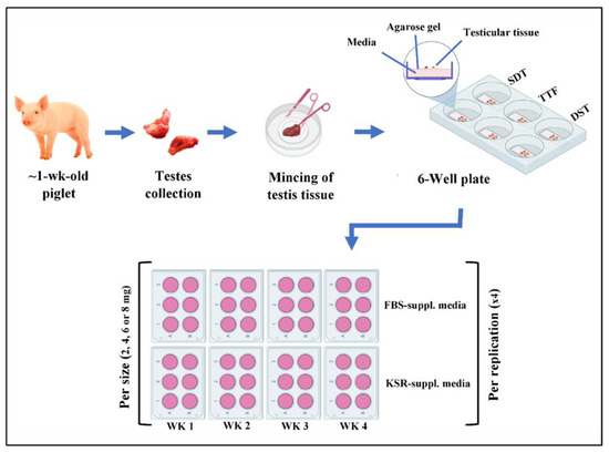 Animals | Free Full-Text | Long-Term In Vitro Maintenance of Piglet Testicular Tissue: Effects of Tissue Fragment Size, Preparation Method, and Serum Source Animals | Free Full-Text | Long-Term In Vitro Maintenance of Piglet Testicular Tissue: Effects of Tissue Fragment Size, Preparation Method, and Serum Source