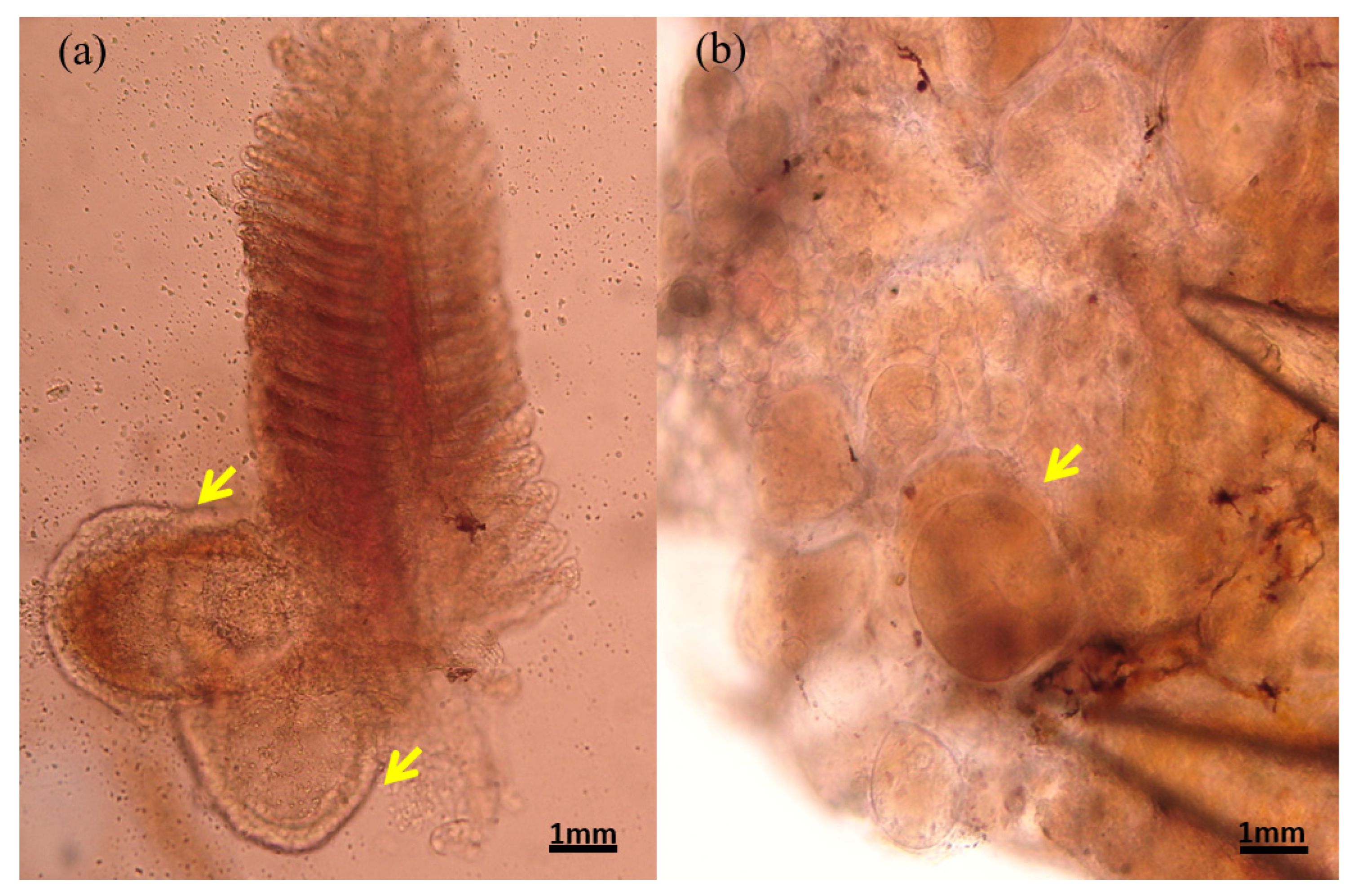 Animals 13 00153 g002 Animals 13 00153 g002