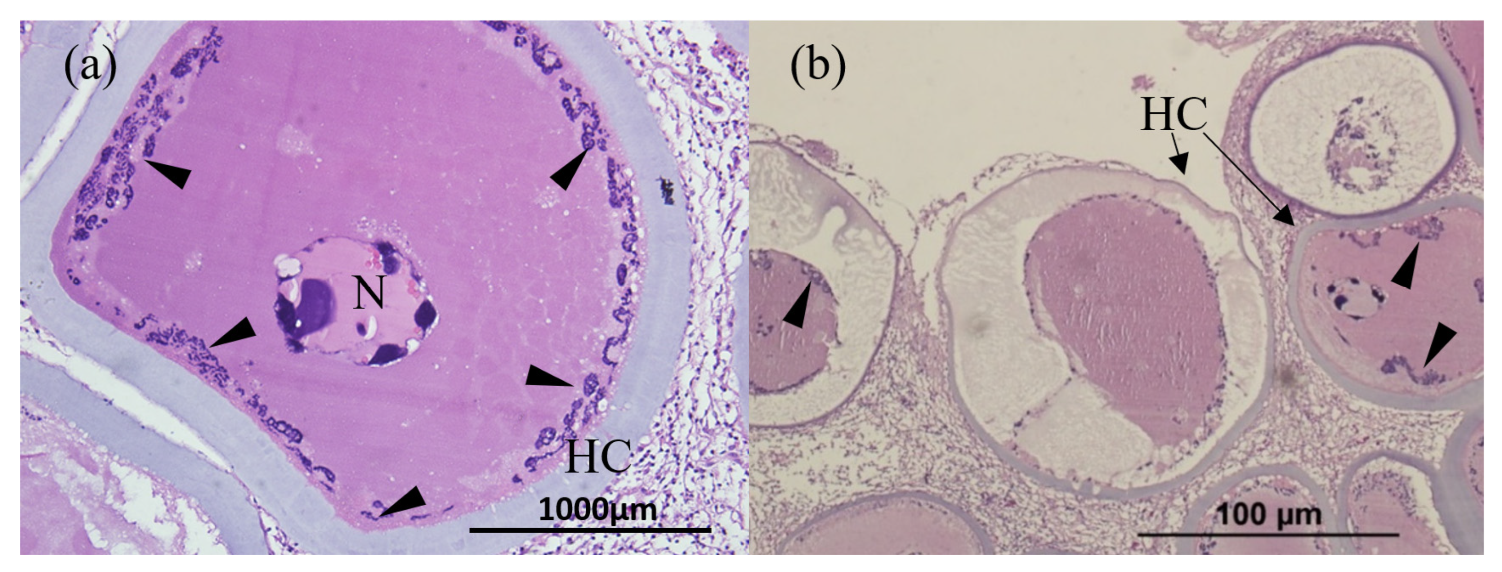 Animals 13 00153 g004 Animals 13 00153 g004