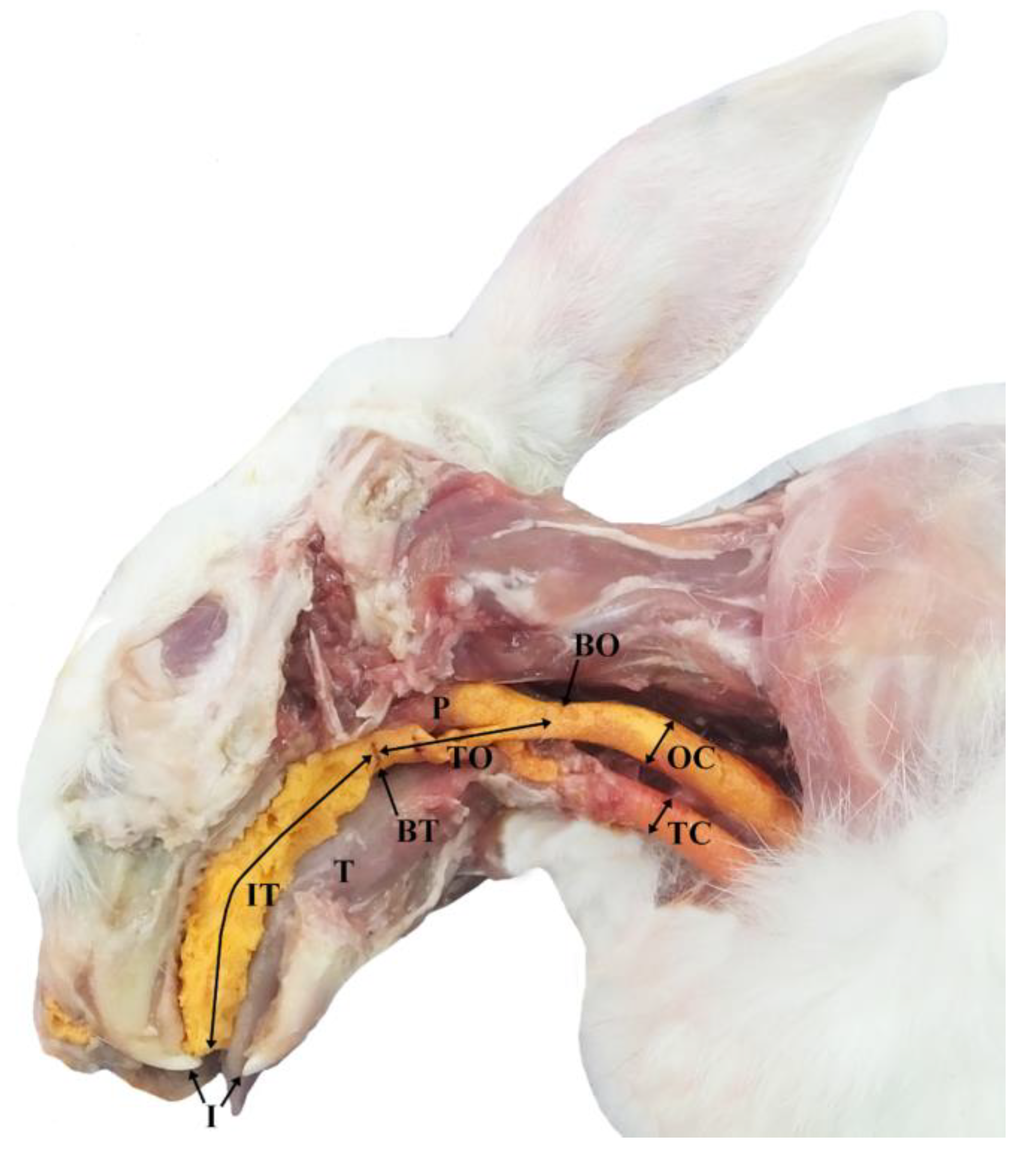 Animals 13 00156 g001 Animals 13 00156 g001