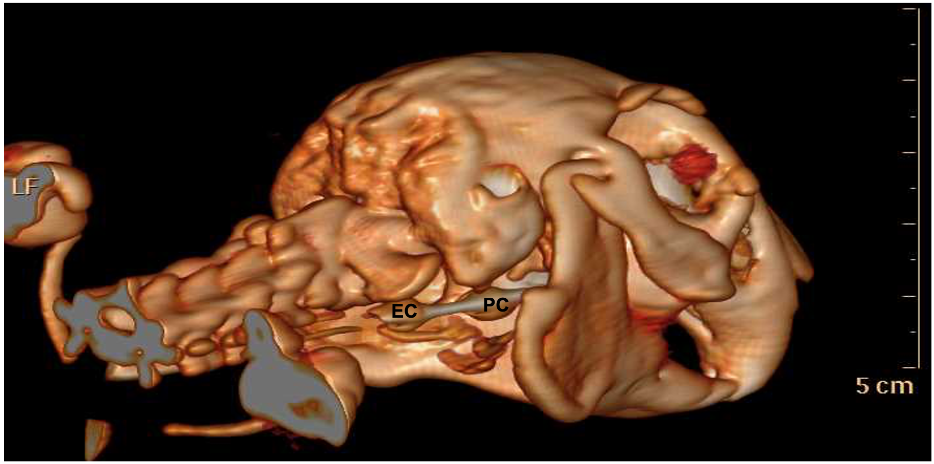 Animals 13 00156 g003 Animals 13 00156 g003