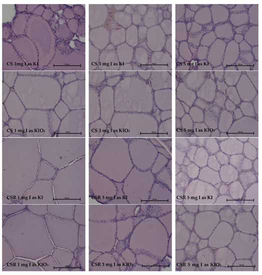 Animals Free FullText The Thyroid Hormone and Immunoglobulin Concentrations in Blood Serum