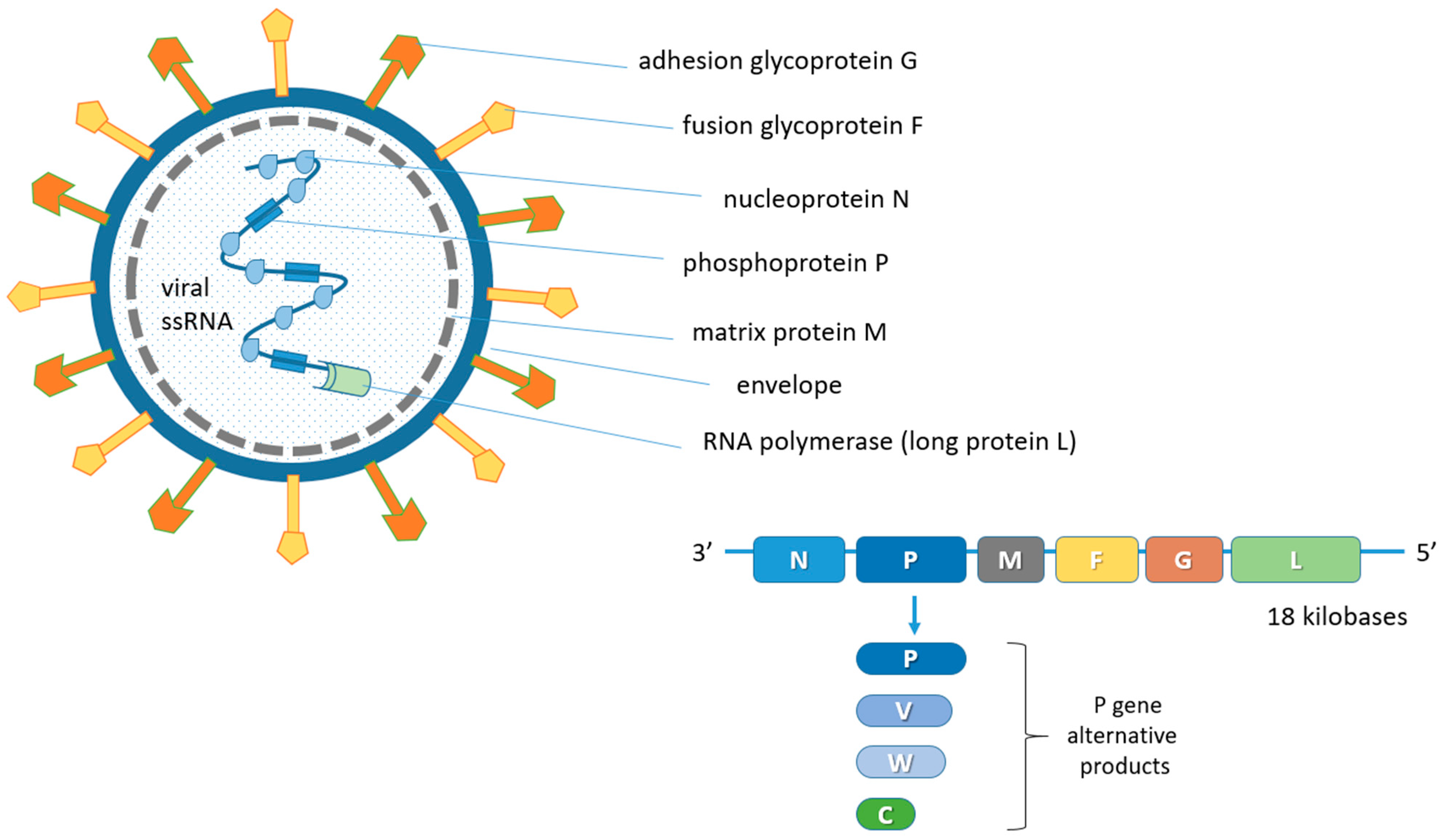 Animals Free Full-Text Nipah Virus Disease Epidemiological, Clinical, Diagnostic and Legislative Aspects of This Unpredictable Emerging Zoonosis hq nude pic