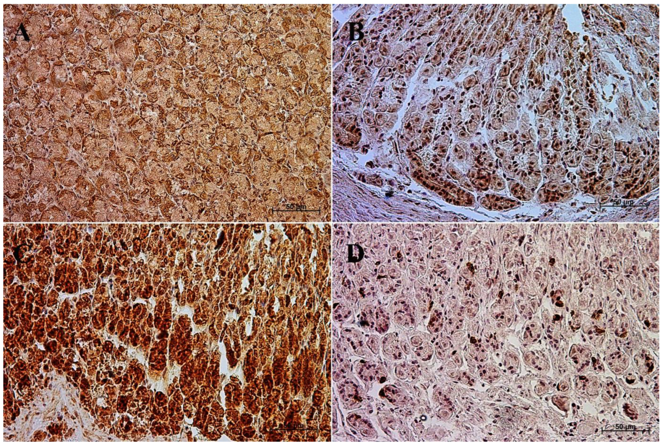 Animals | Free Full-Text | Equine Stomach Development in the Foetal Period of Prenatal Life—An Immunohistochemical Study Animals | Free Full-Text | Equine Stomach Development in the Foetal Period of Prenatal Life—An Immunohistochemical Study