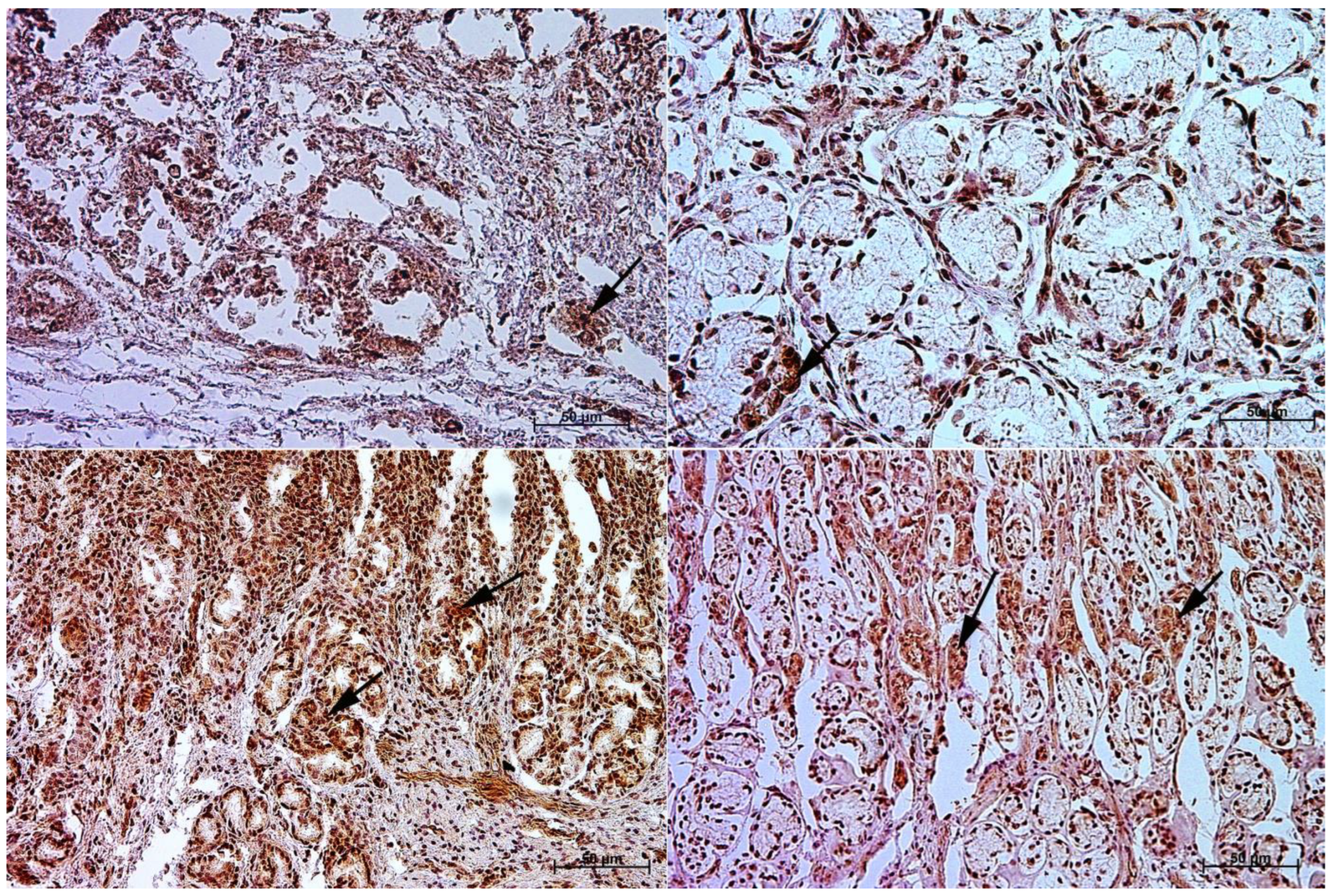 Animals | Free Full-Text | Equine Stomach Development in the Foetal Period of Prenatal Life—An Immunohistochemical Study Animals | Free Full-Text | Equine Stomach Development in the Foetal Period of Prenatal Life—An Immunohistochemical Study