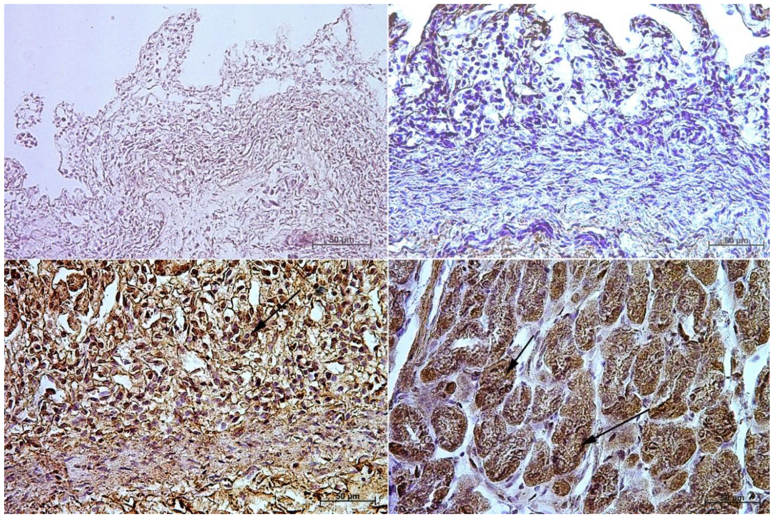 Animals 13 00161 g007