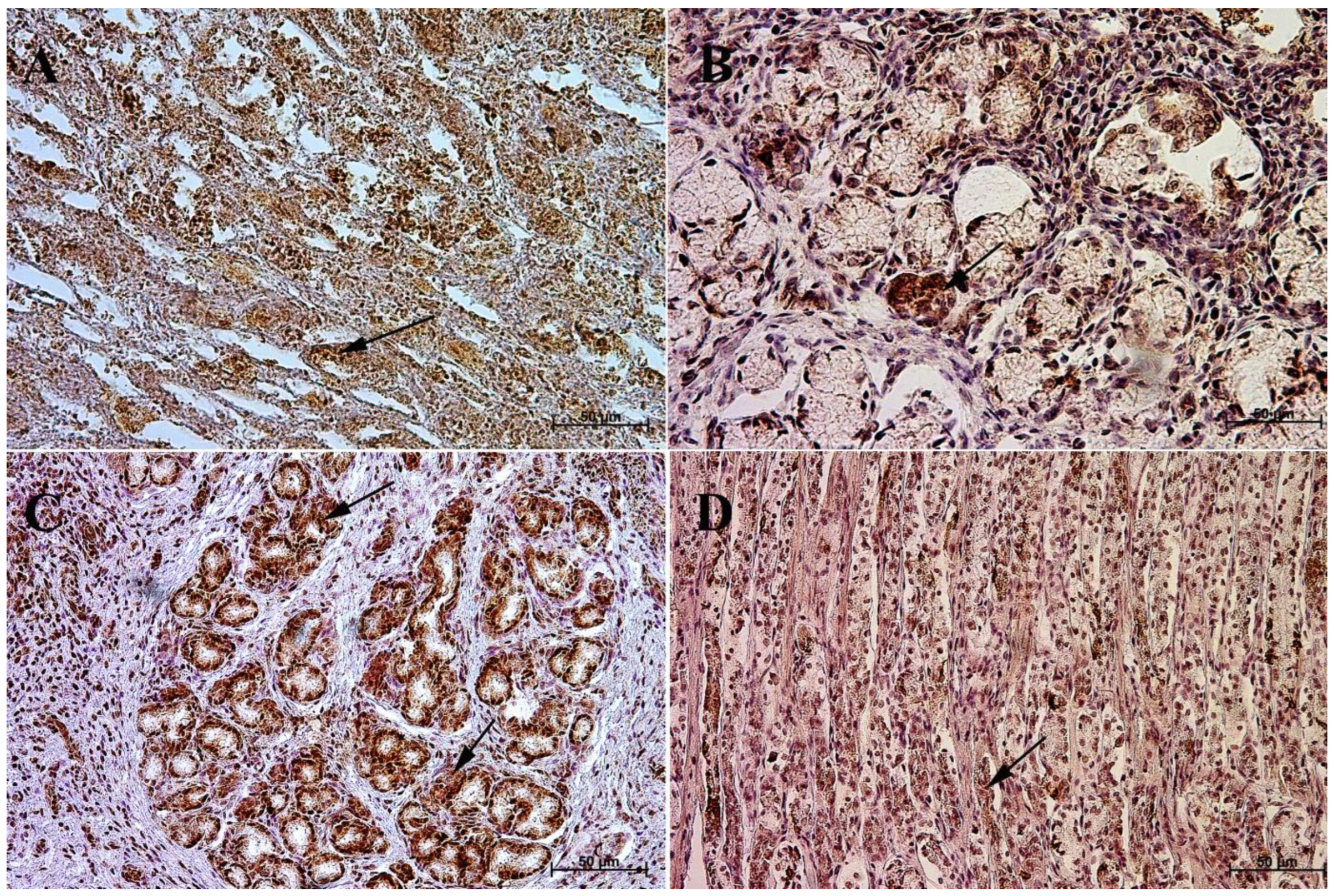 Animals 13 00161 g010