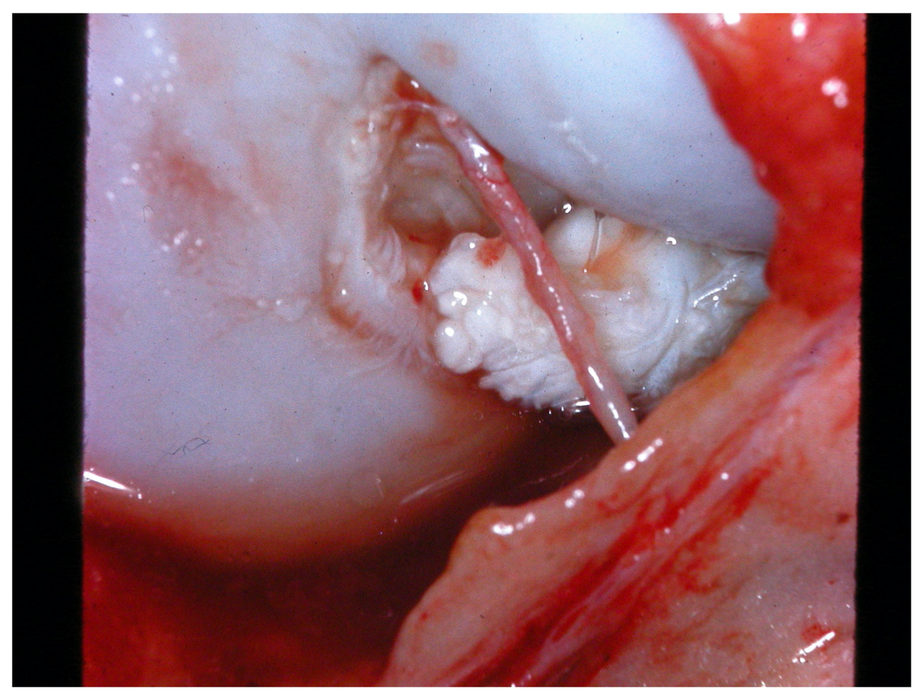 Animals 13 00187 g002 Animals 13 00187 g002