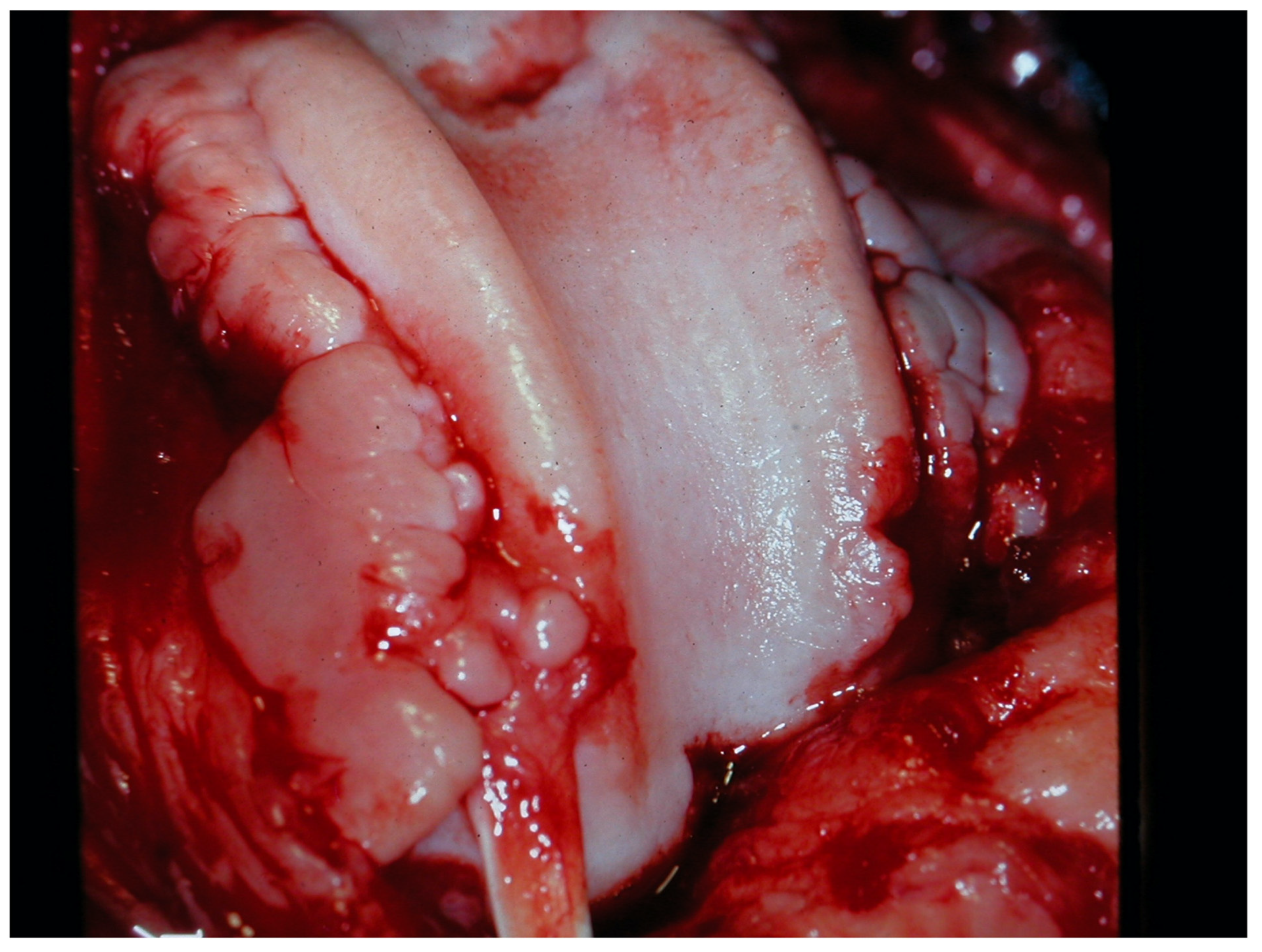 Animals 13 00187 g003 Animals 13 00187 g003