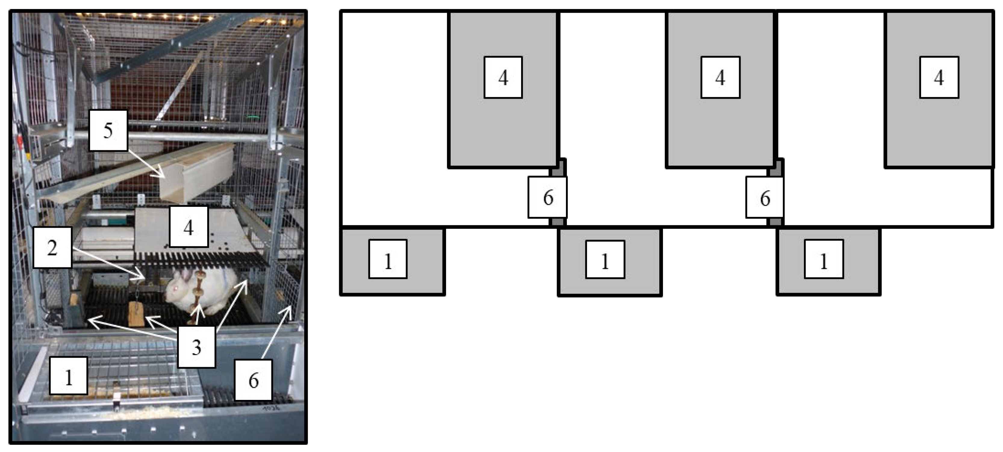 Animals 13 00196 g001 Animals 13 00196 g001