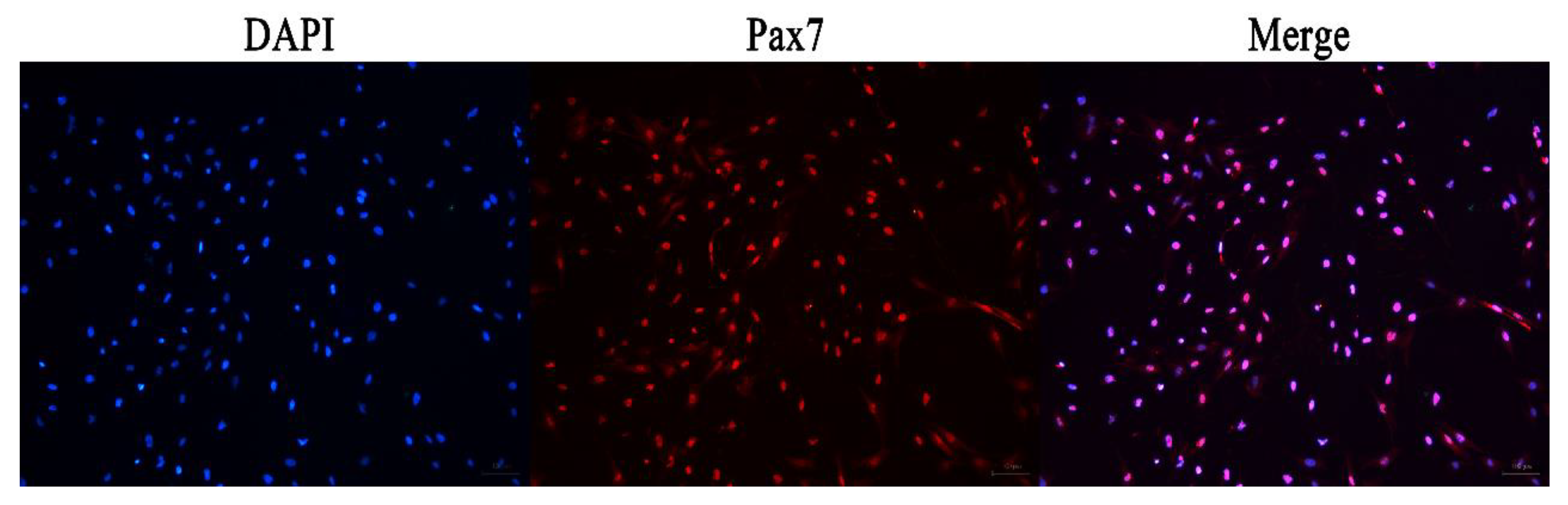 Animals 13 00208 g002 Animals 13 00208 g002