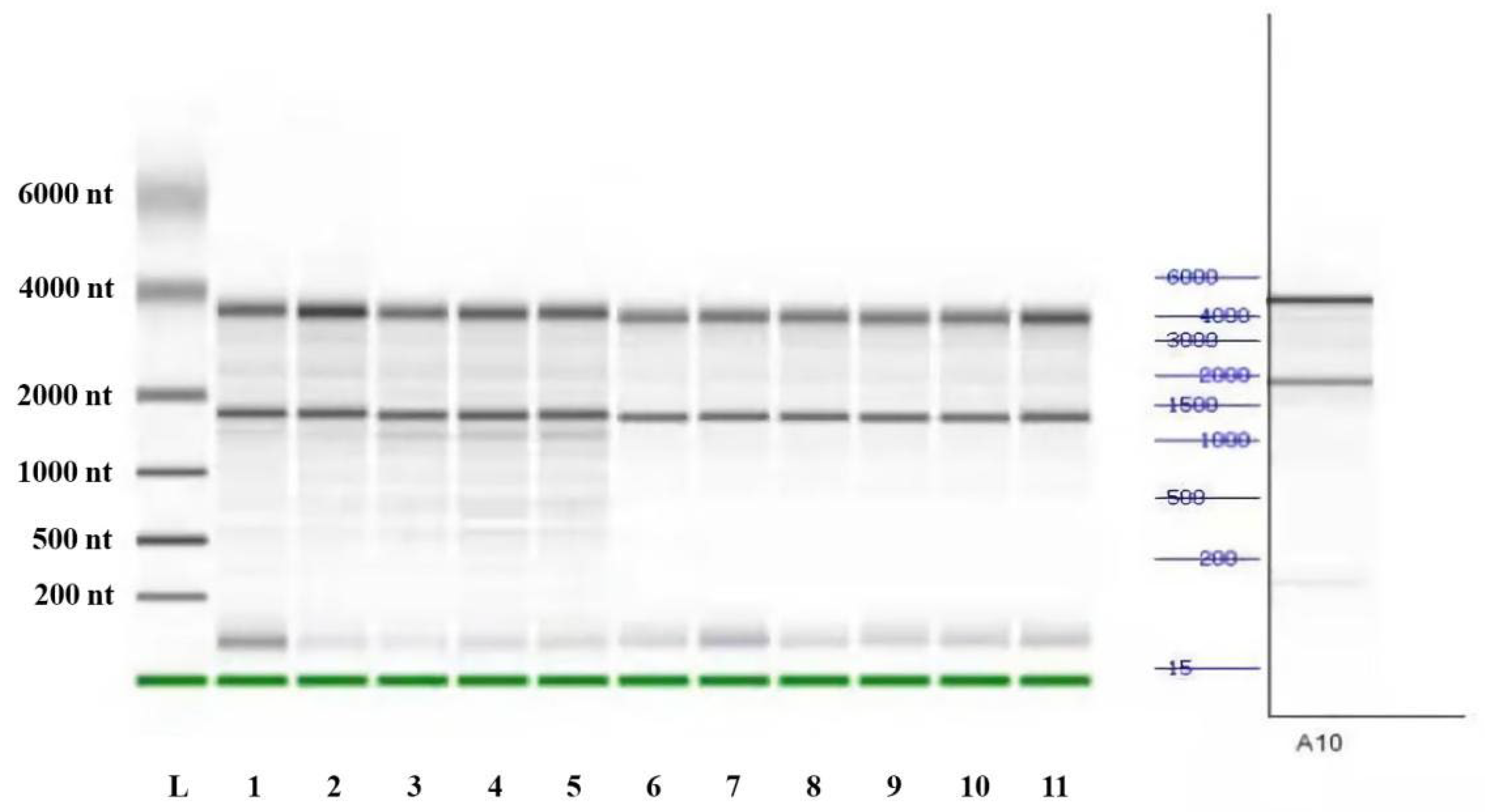 Animals 13 00217 g001