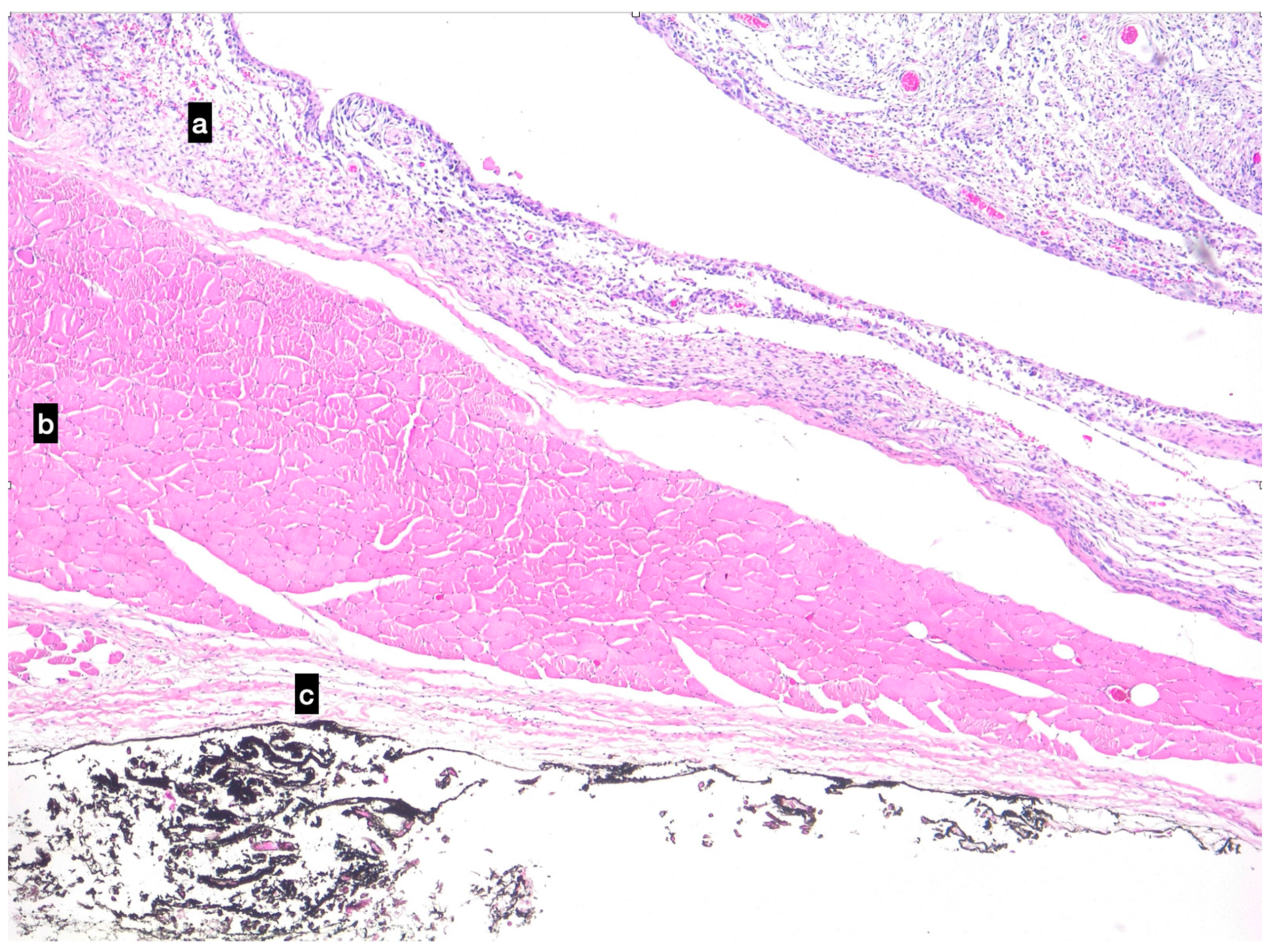 Animals 13 00218 g004