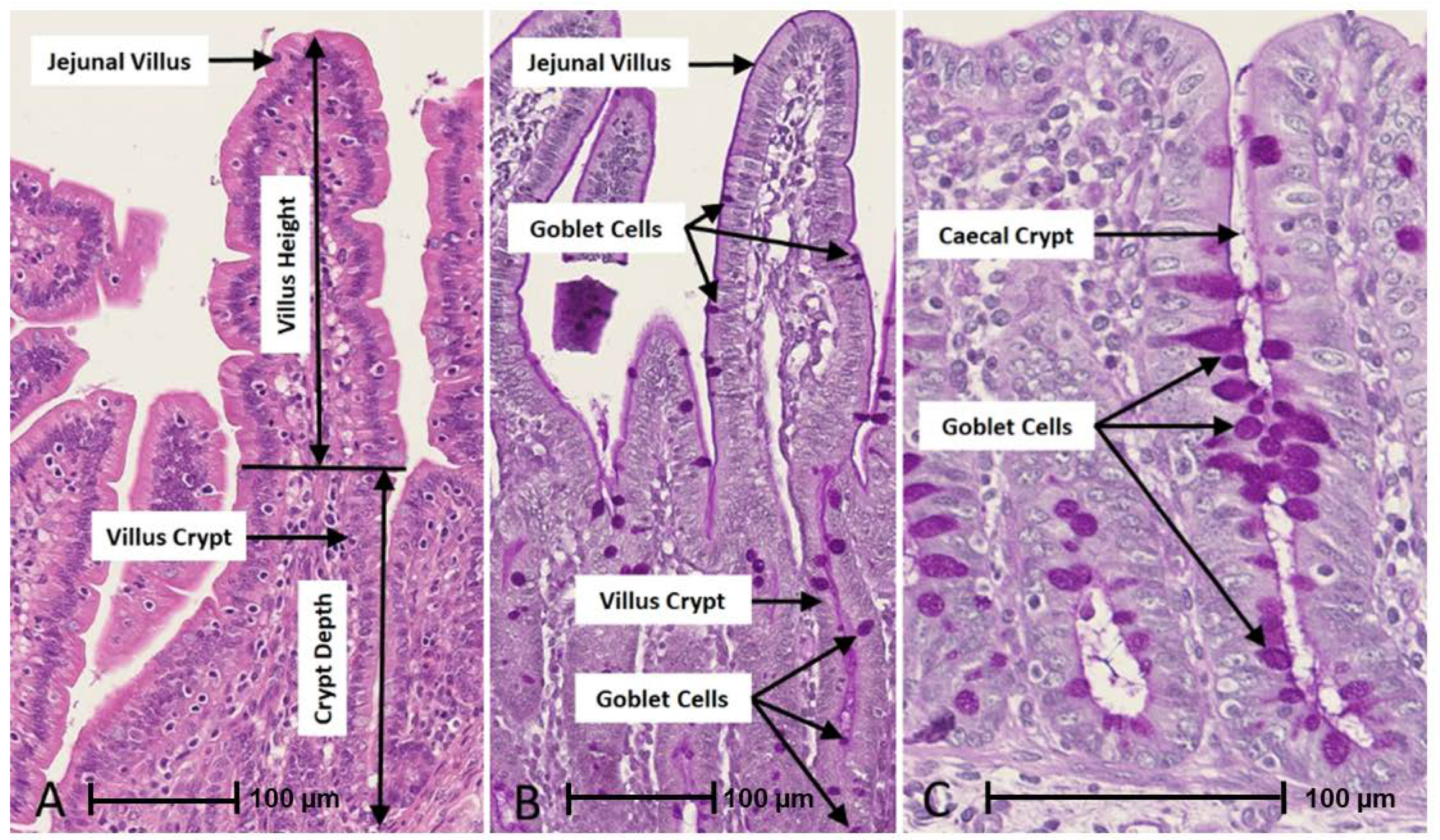 Animals 13 00230 g004 Animals 13 00230 g004