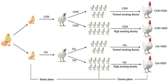 Animals | Free Full-Text | Evaluation of Liquid Organic Acids on the  Performance, Chyme pH, Nutrient Utilization, and Gut Microbiota in Broilers  under High Stocking Density