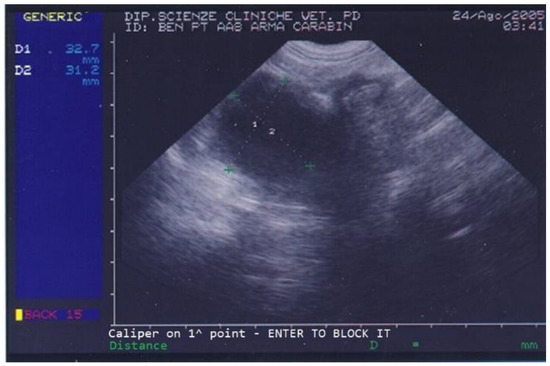 Chronic Use of Deslorelin in Dogs: Six Cases (2005–2022)