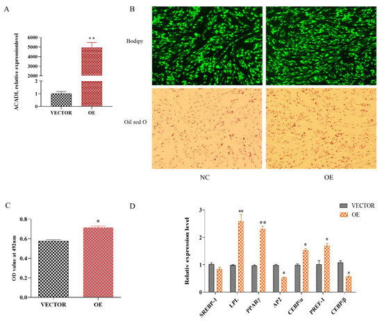 ACADL Promotes the Differentiation of Goat Intramuscular ACADL Promotes the Differentiation of Goat Intramuscular