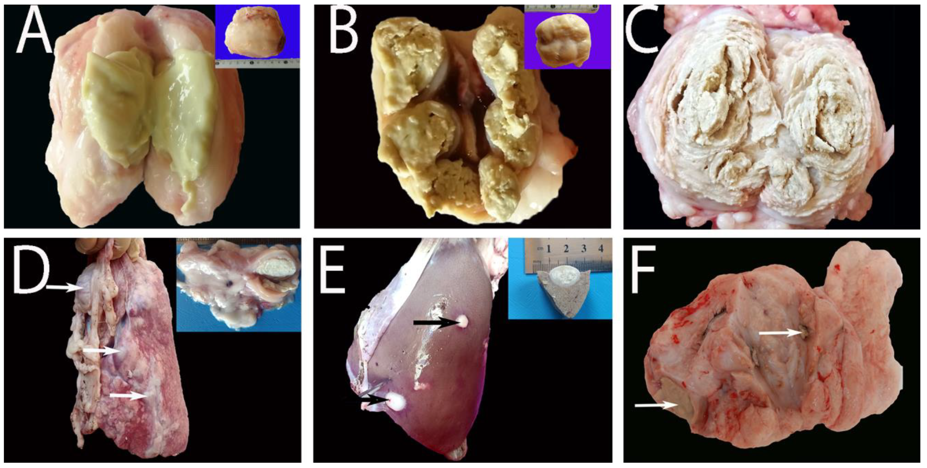 Animals 13 00296 g005