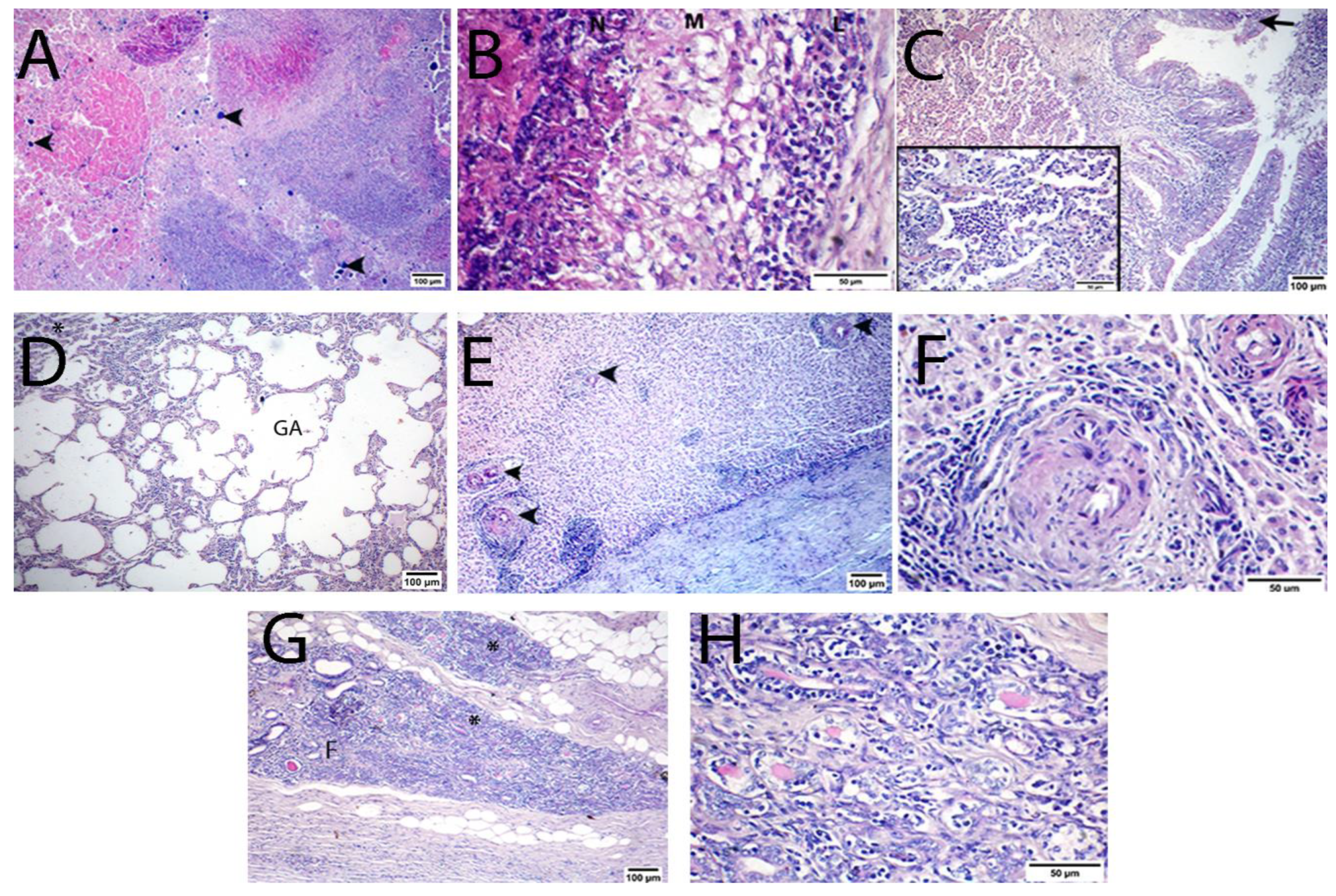 Animals 13 00296 g006