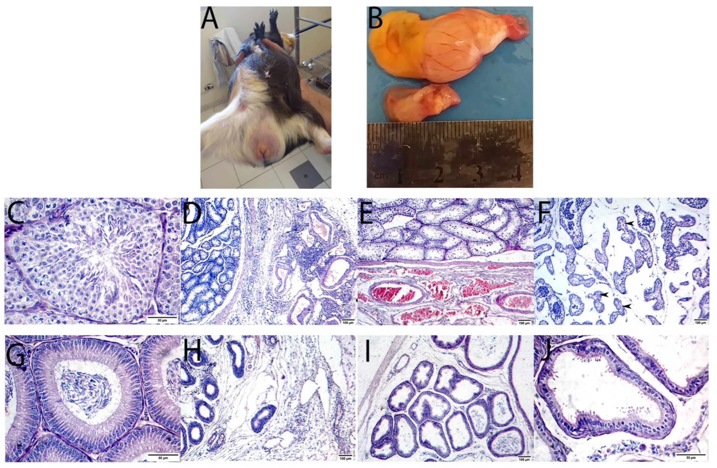 Animals 13 00296 g008