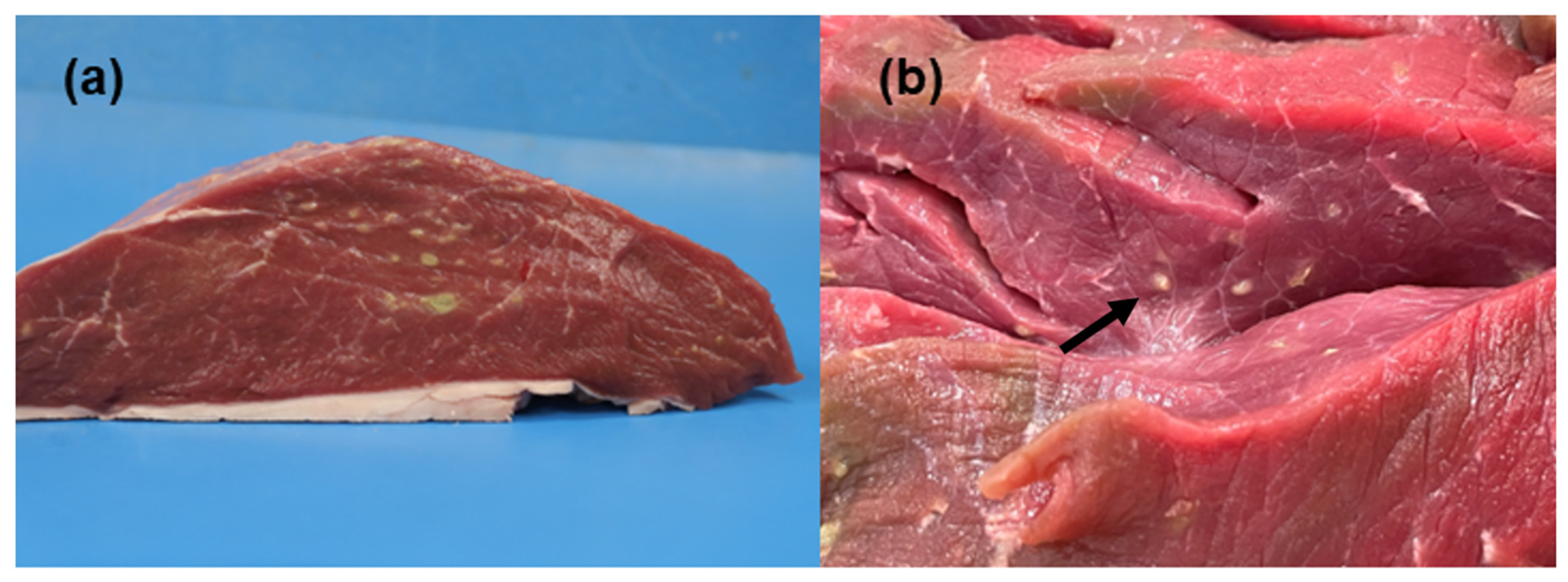 Animals 13 00311 g001