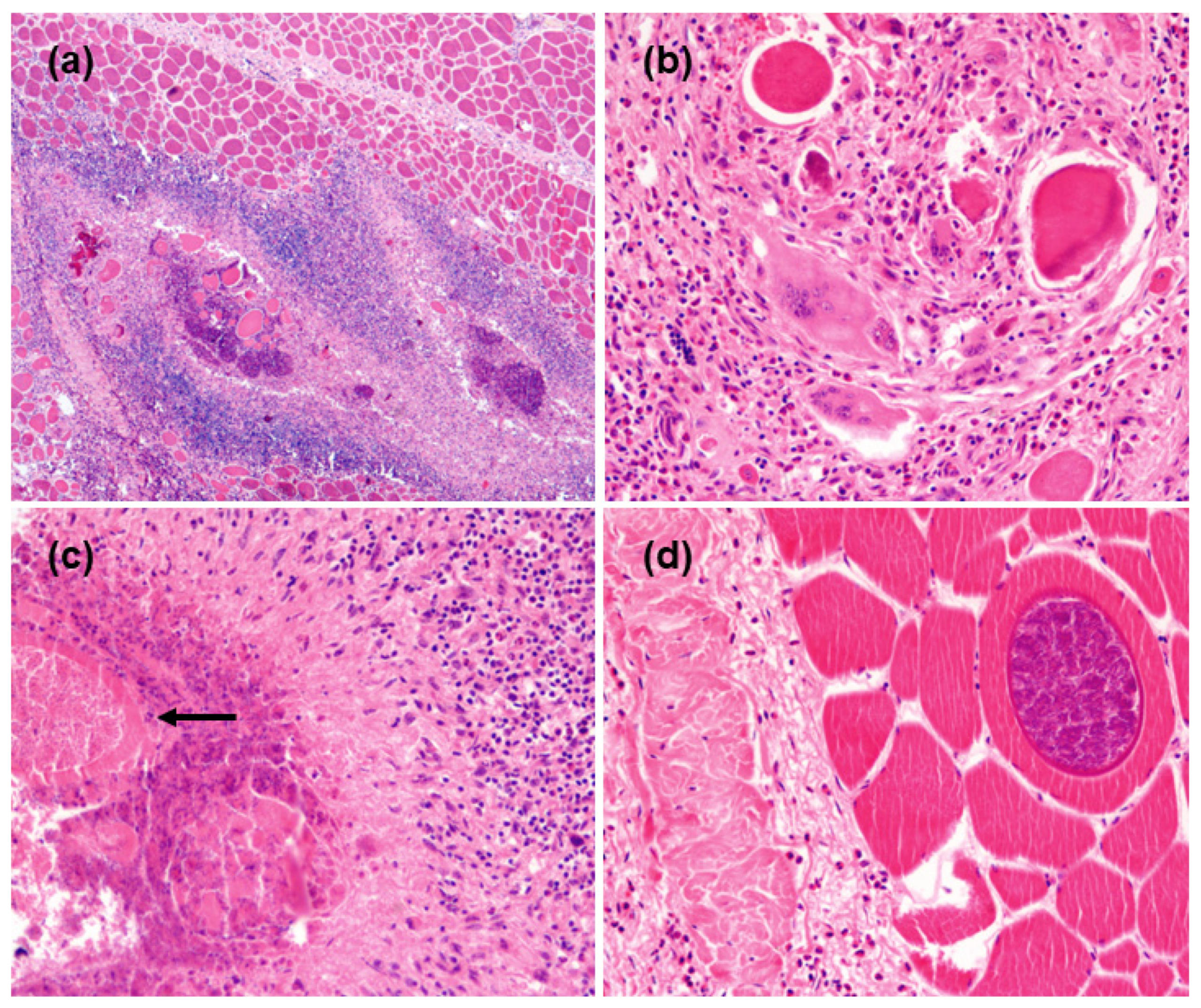 Animals 13 00311 g002