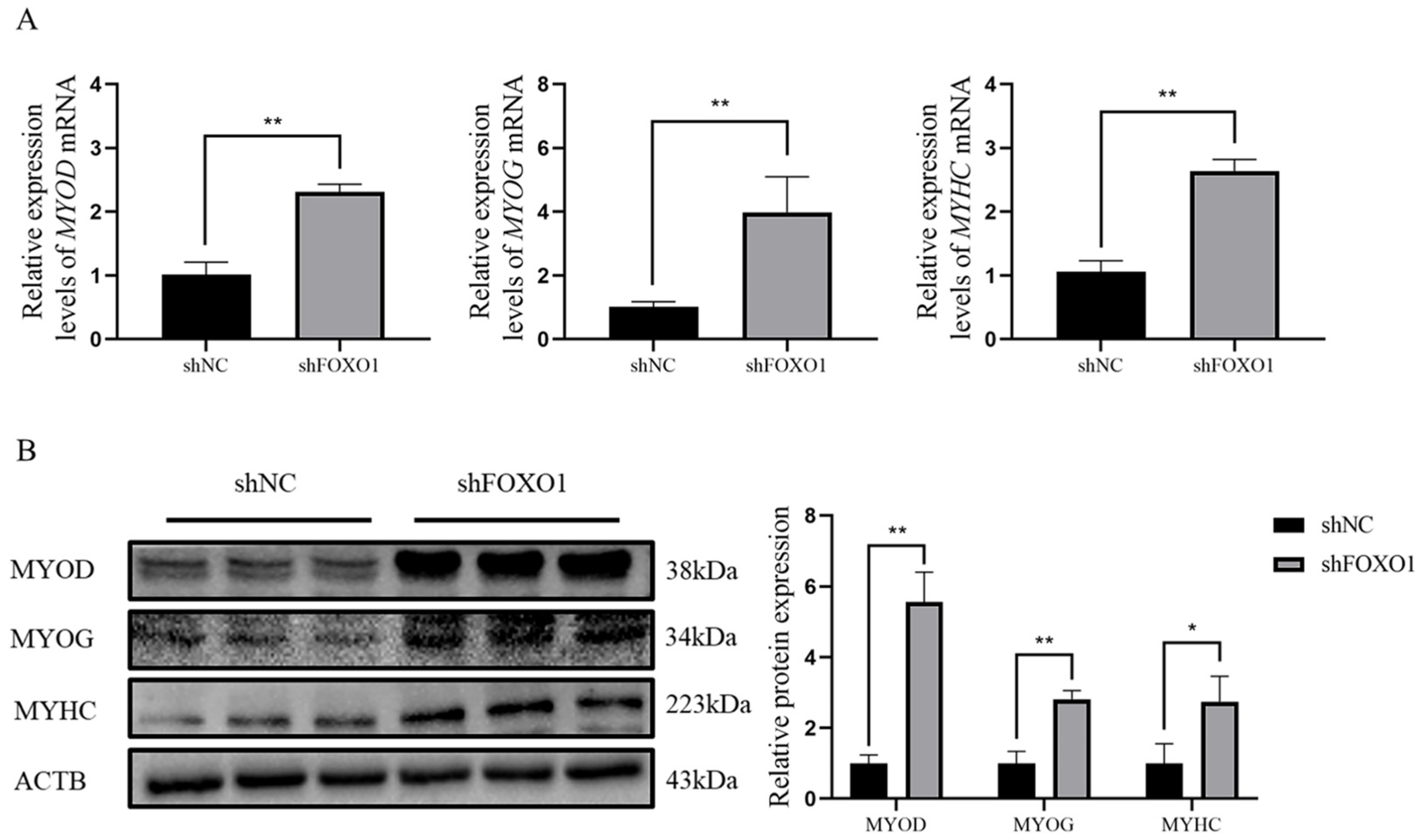 Animals 13 00319 g005 Animals 13 00319 g005