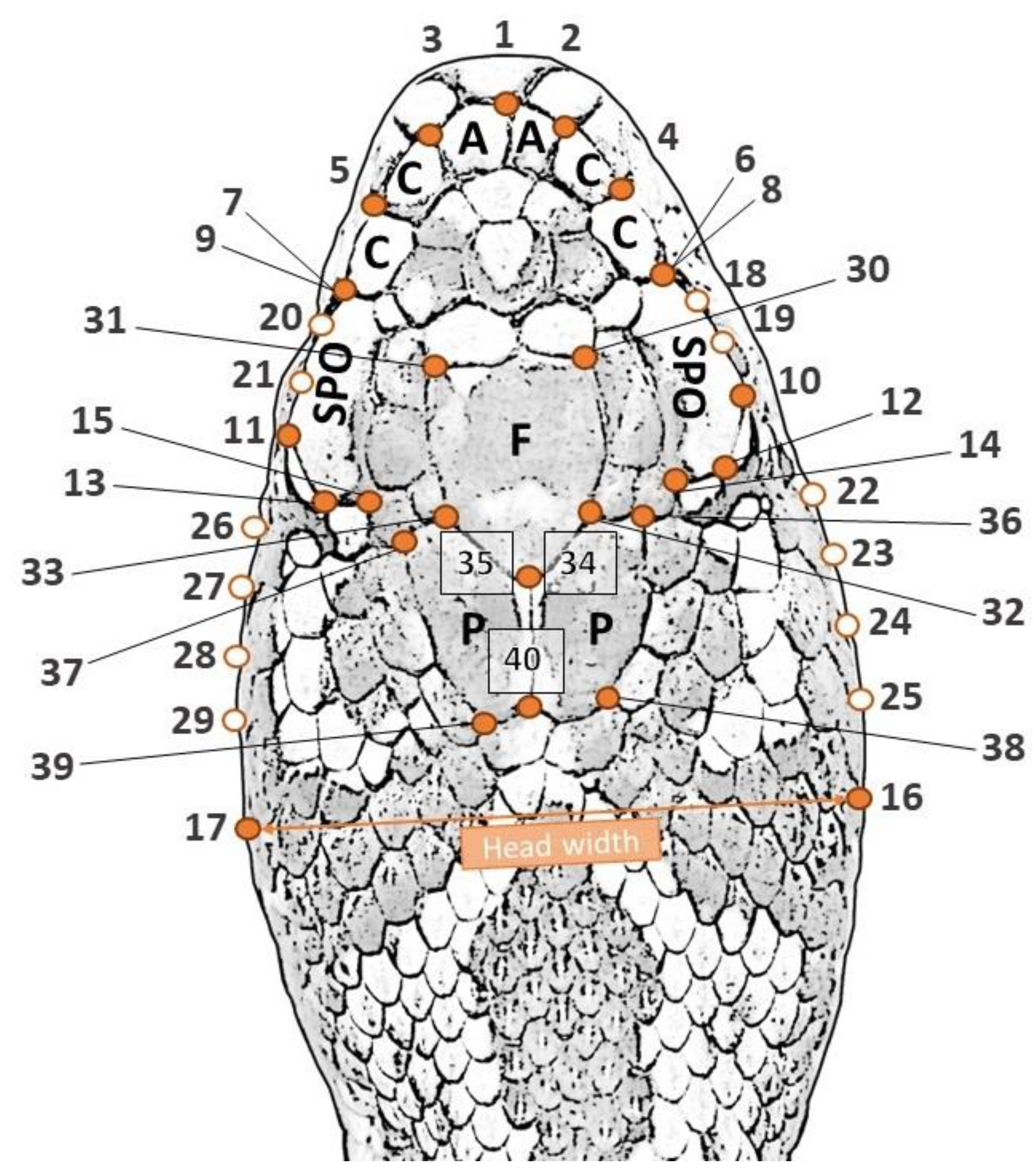 Animals 13 00322 g001 Animals 13 00322 g001