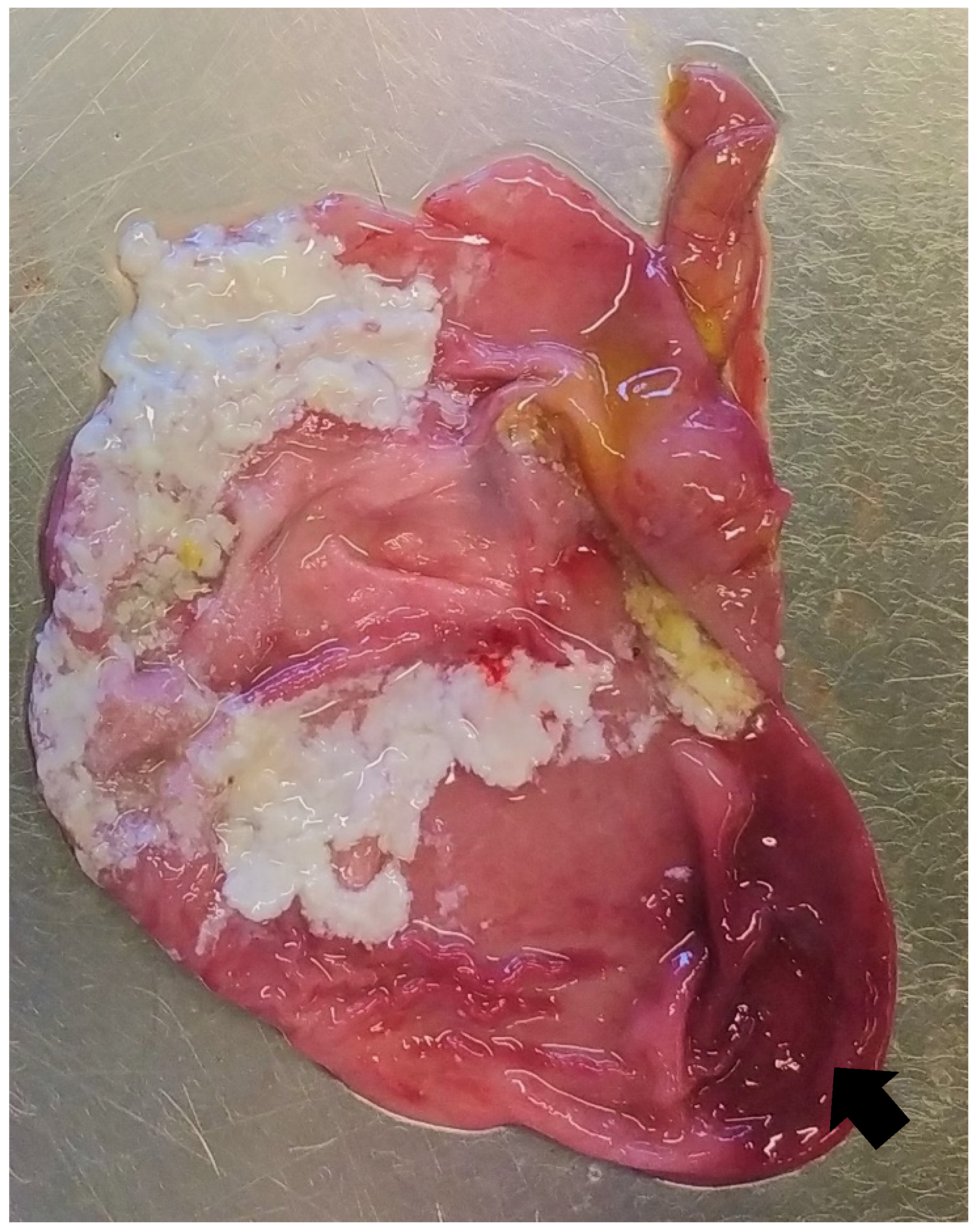 Animals 13 00338 g006