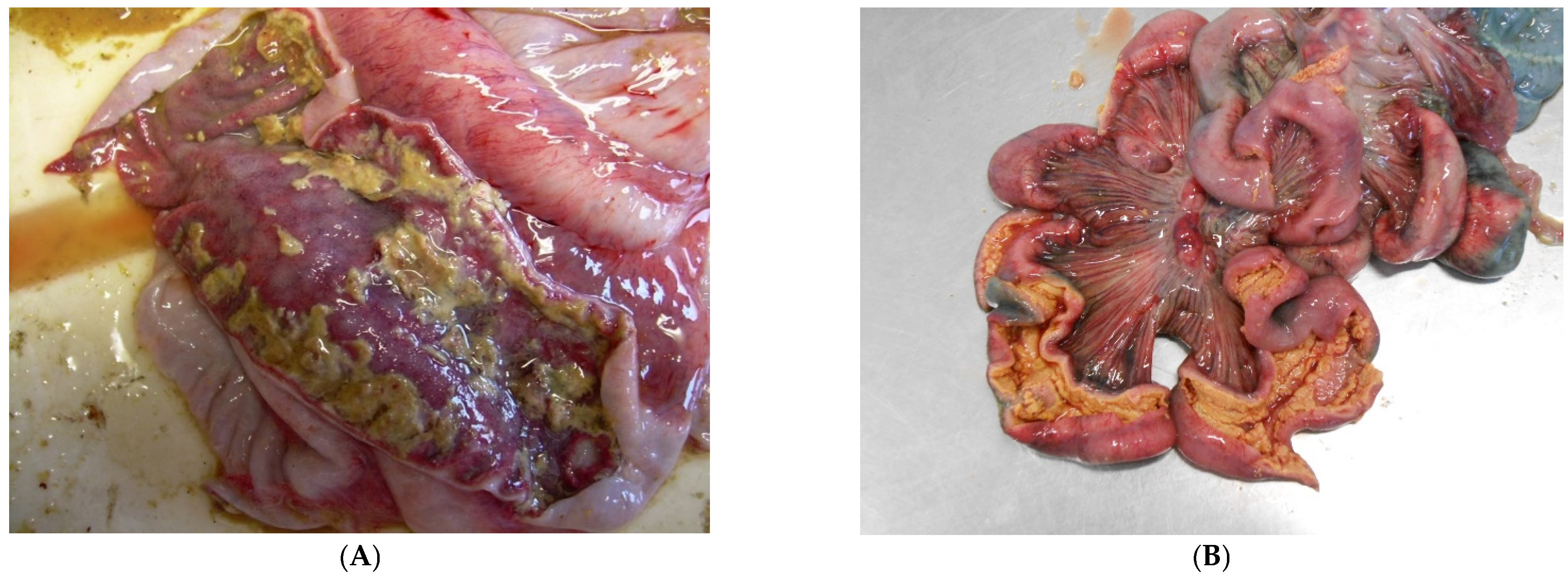 Animals 13 00338 g018