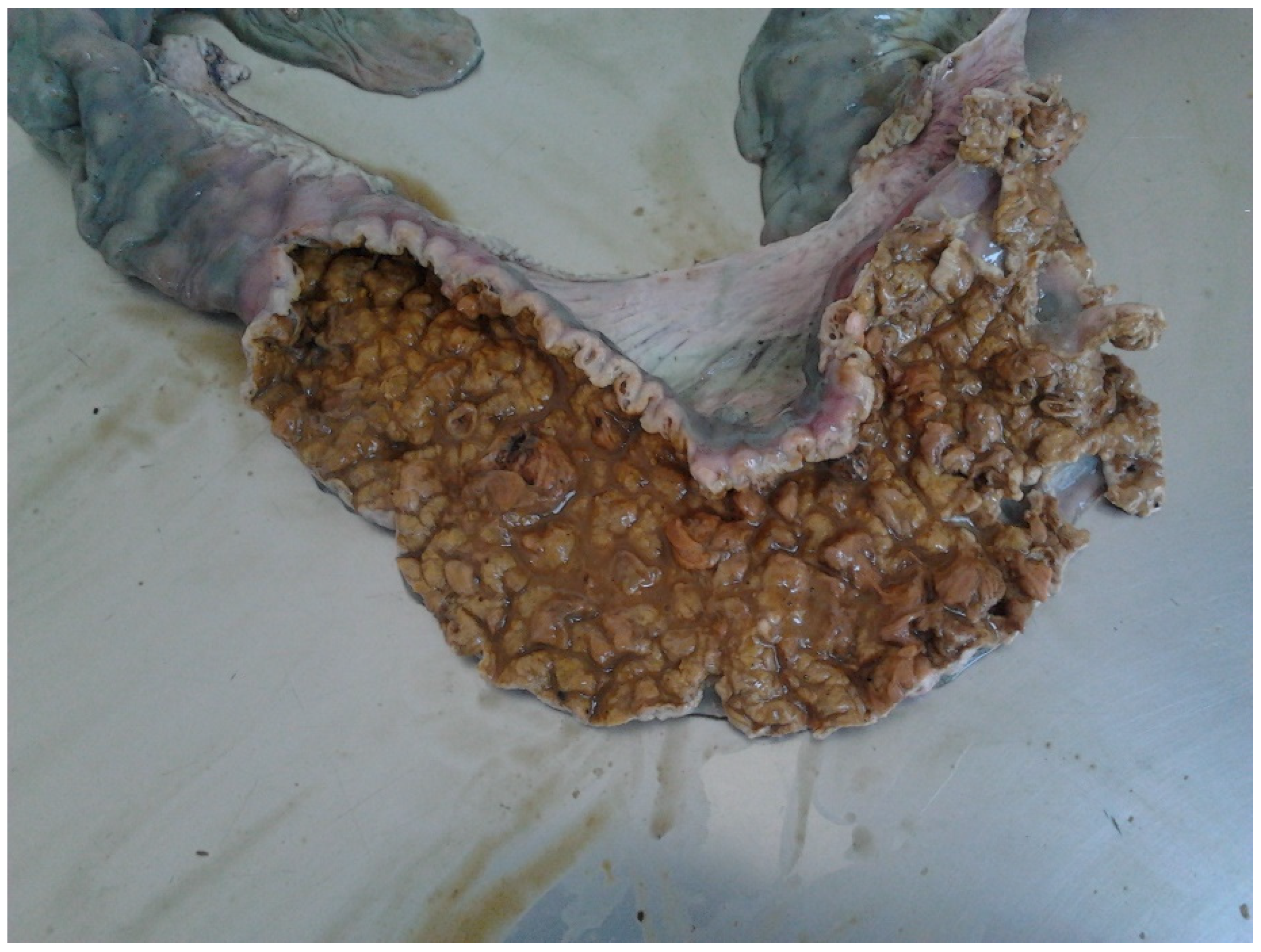 Animals 13 00338 g022