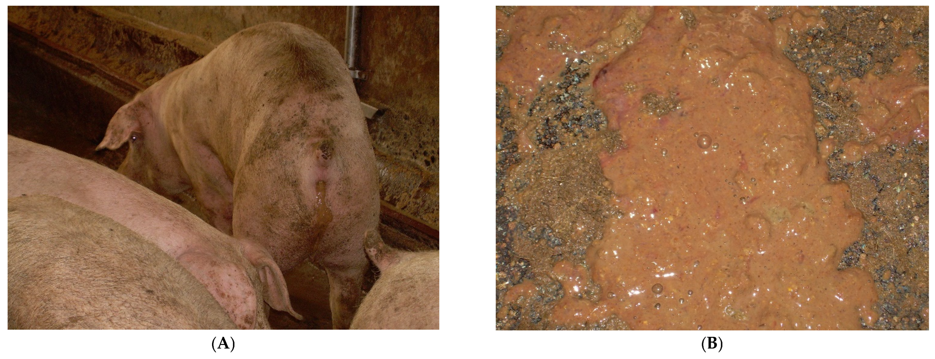 Animals 13 00338 g026